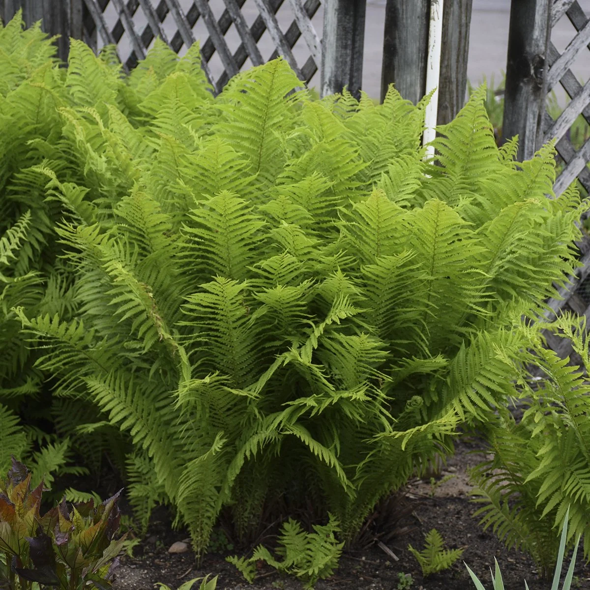 Matteuccia struthiopteris 0001 high res.jpg