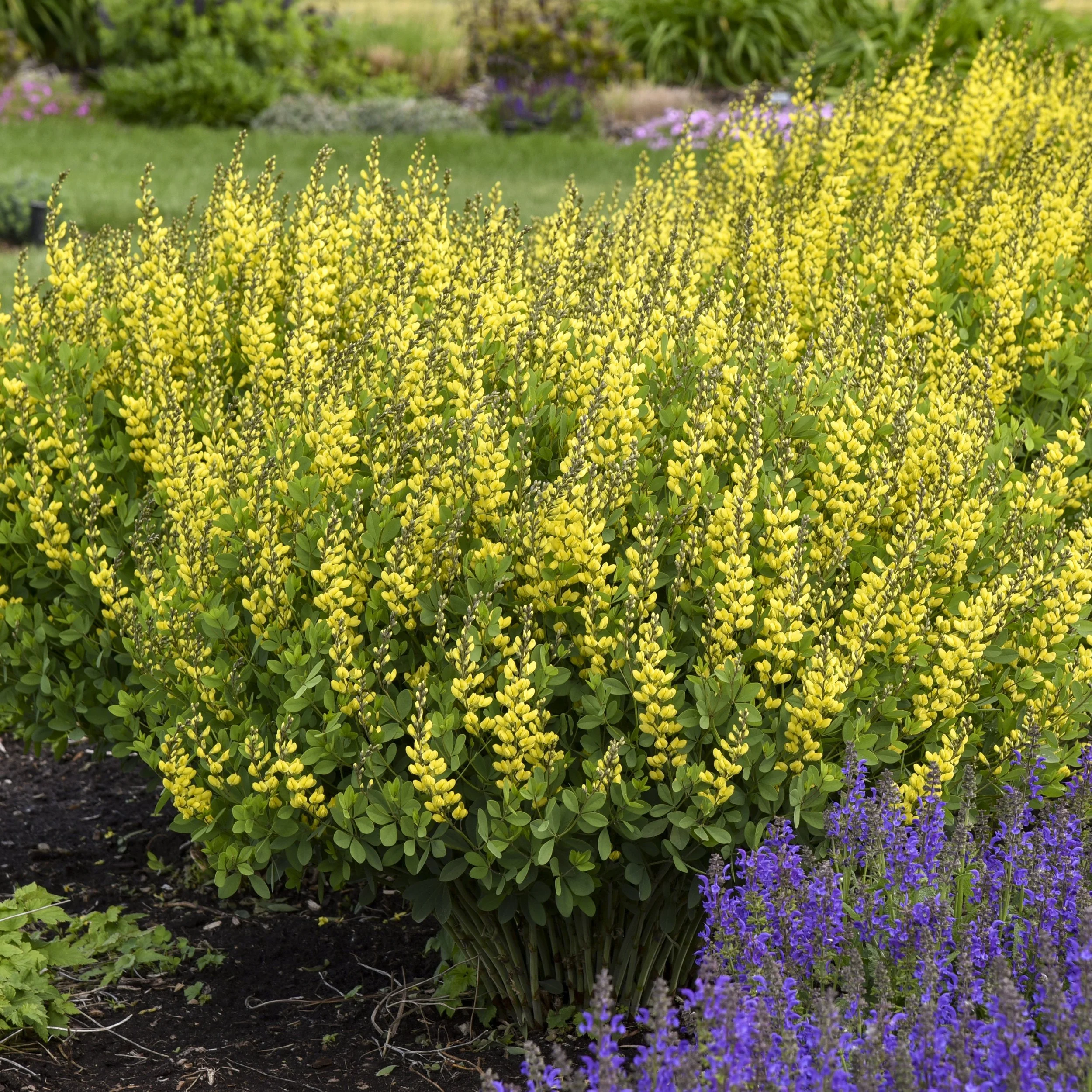 Baptisia 'American Goldfinch' PP30478 0002 high res.jpg