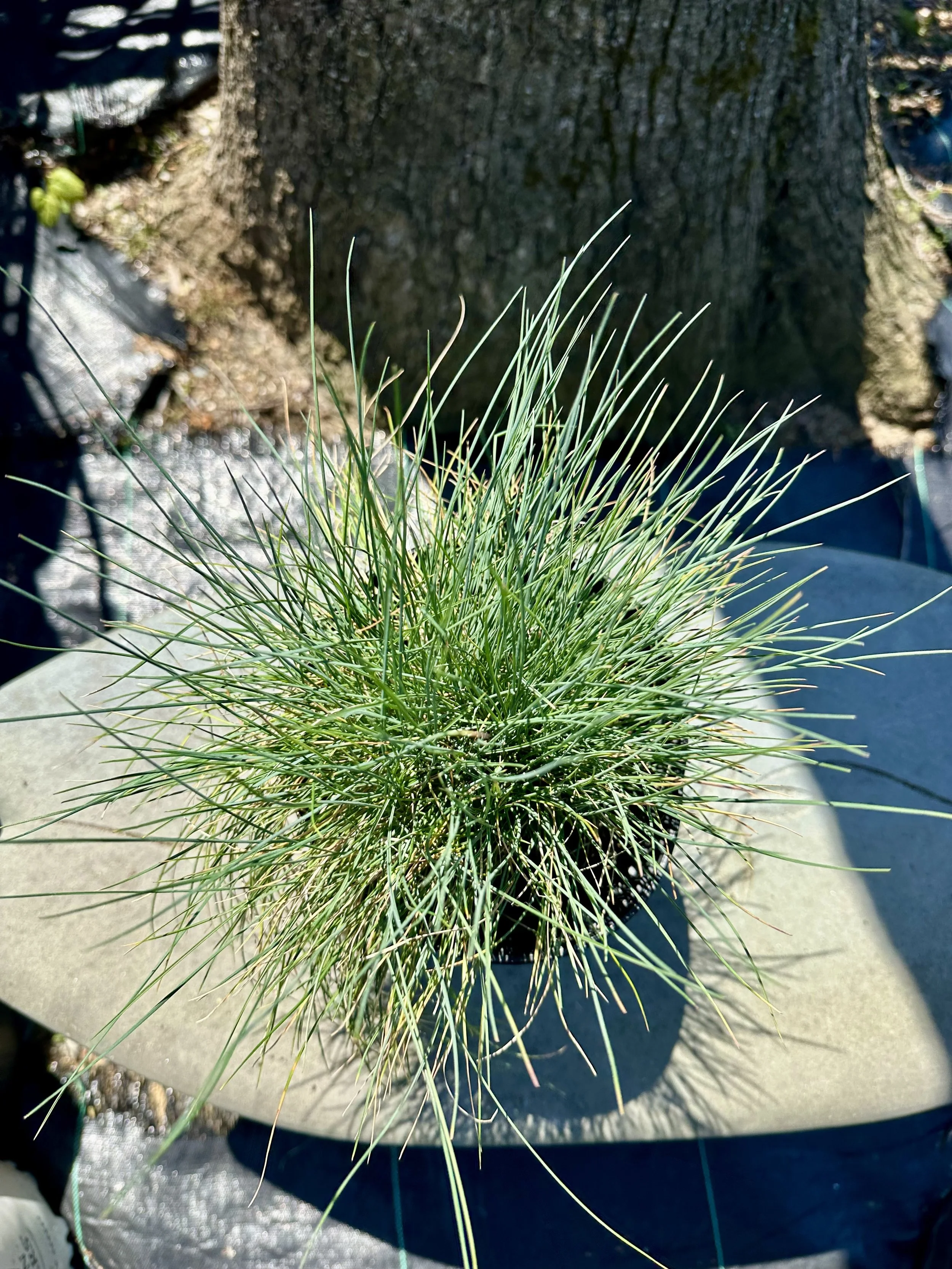 Festuca cinerea 'Elijah Blue'