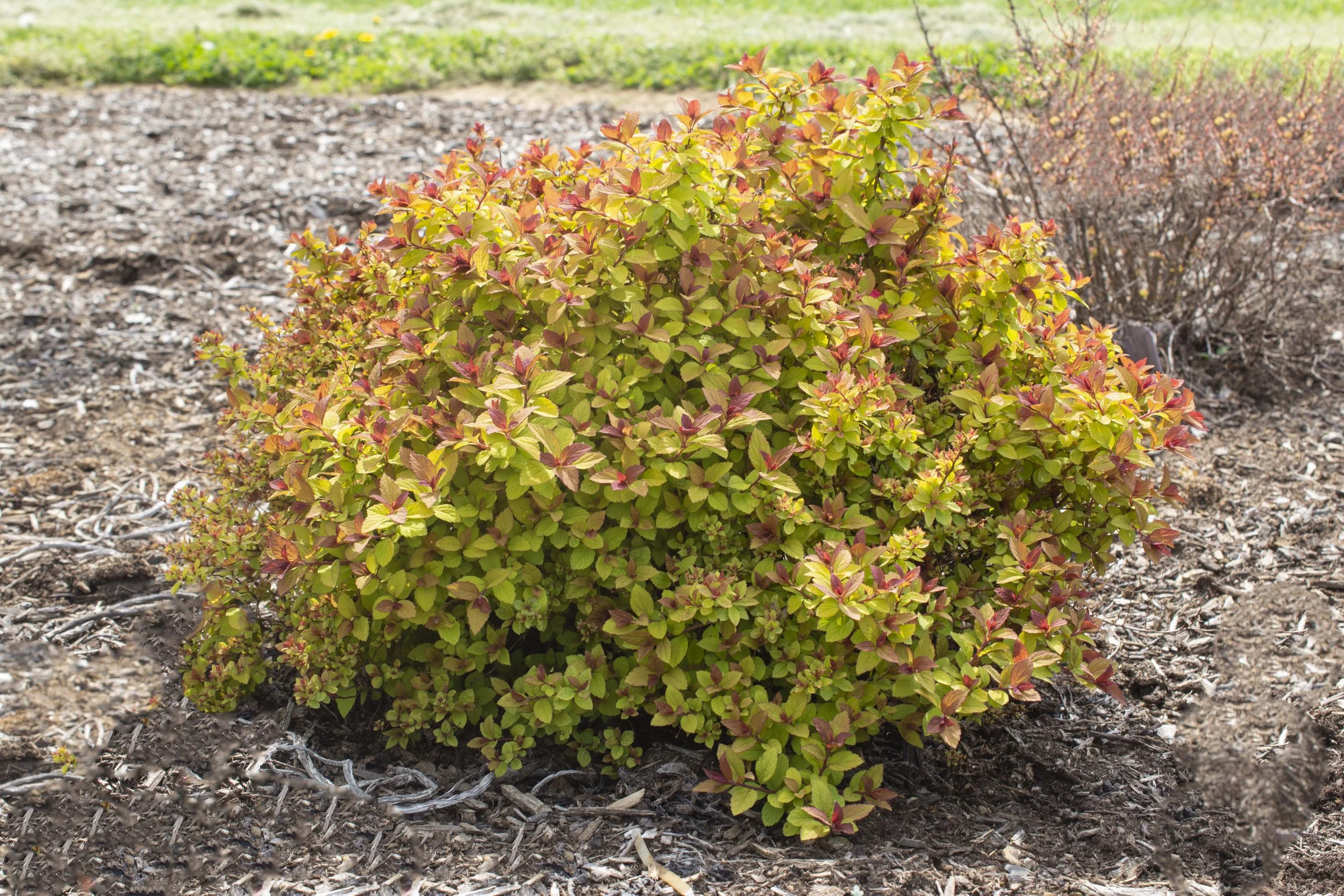 Spiraea_EmpireNorthernLights_Habits_004.jpg