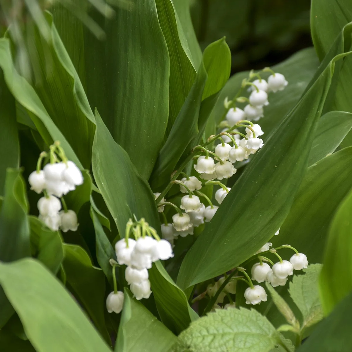 Convallaria majalis (Lily of the Valley)