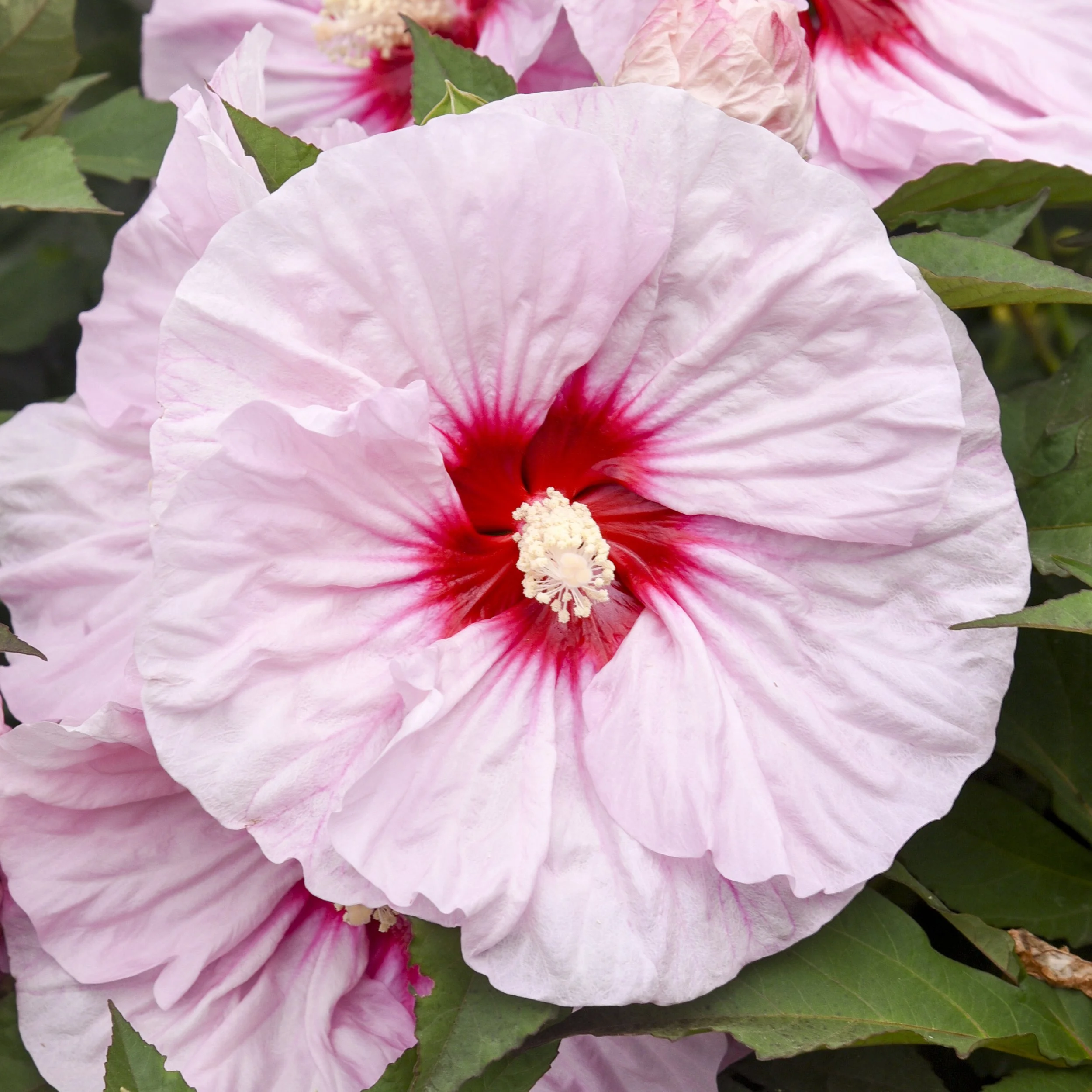 Hibiscus x 'All Eyes on Me'