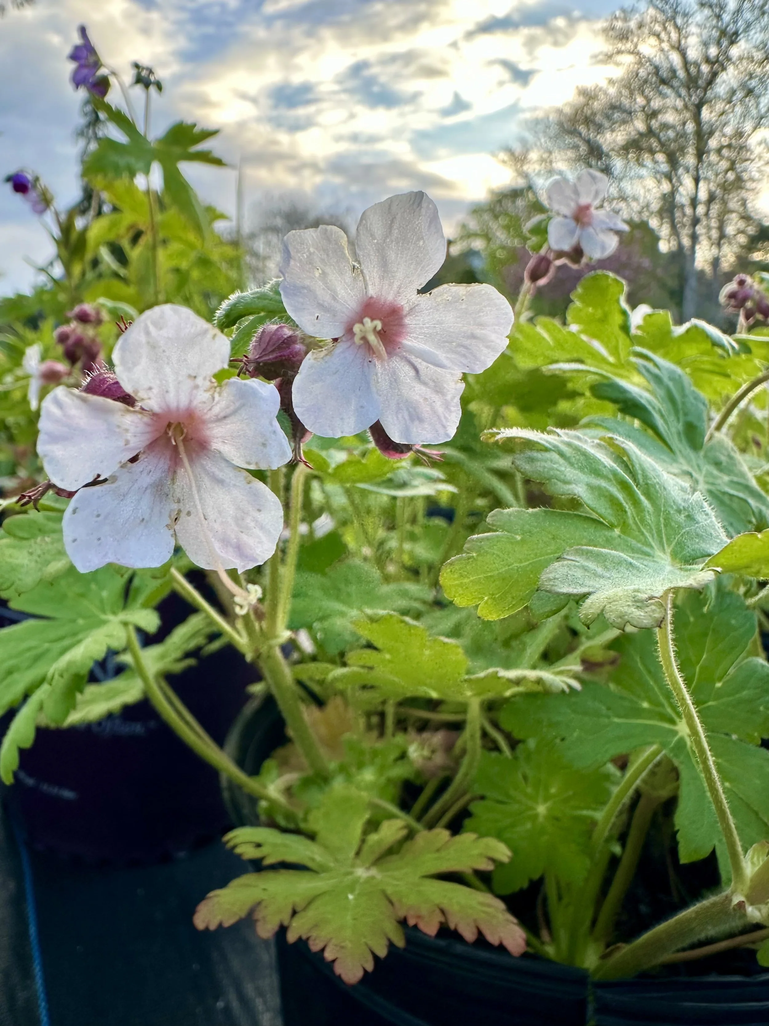 Geranium x cantabrigiense 'Biokovo'