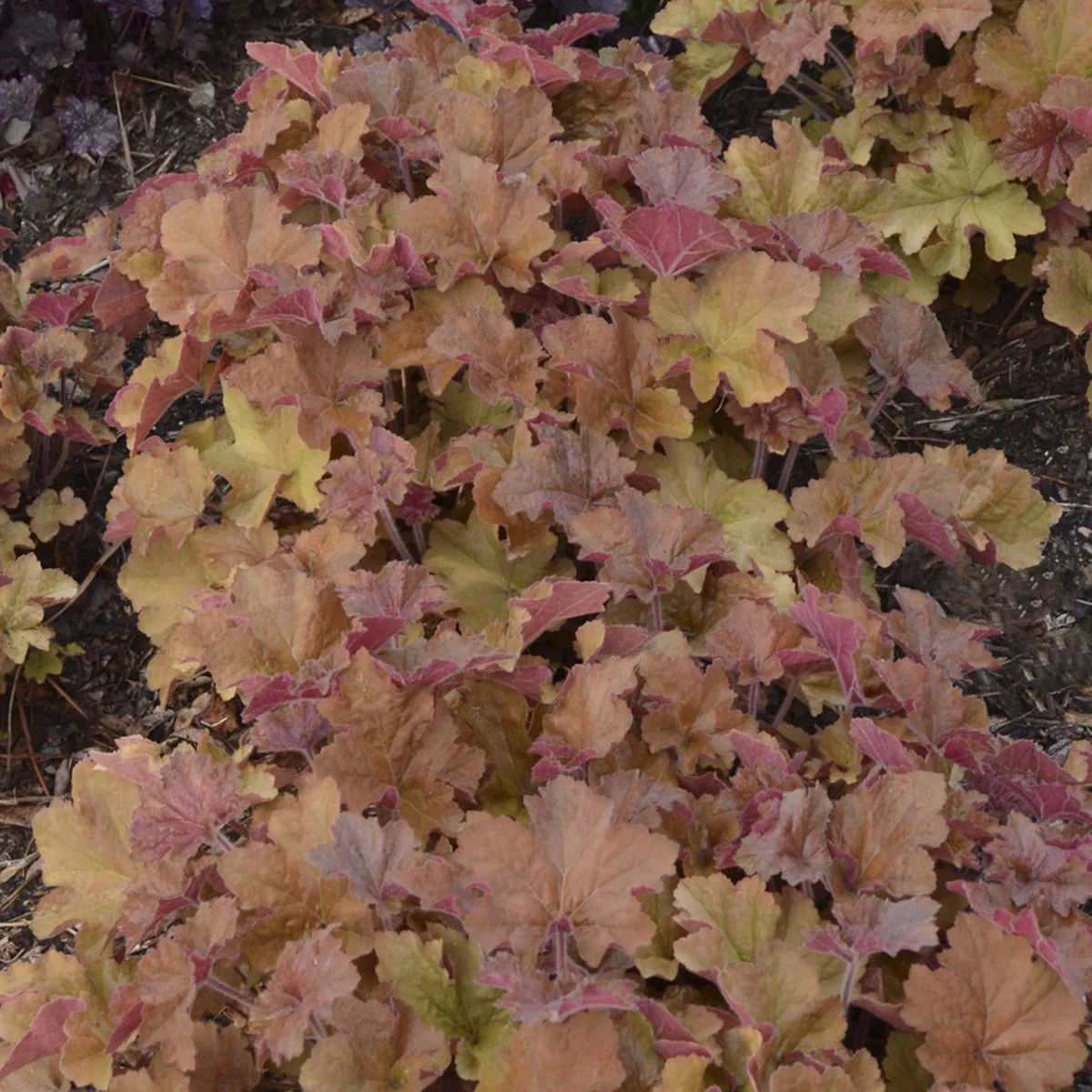 Heuchera 'Caramel' PP16560 0000 high res.jpg