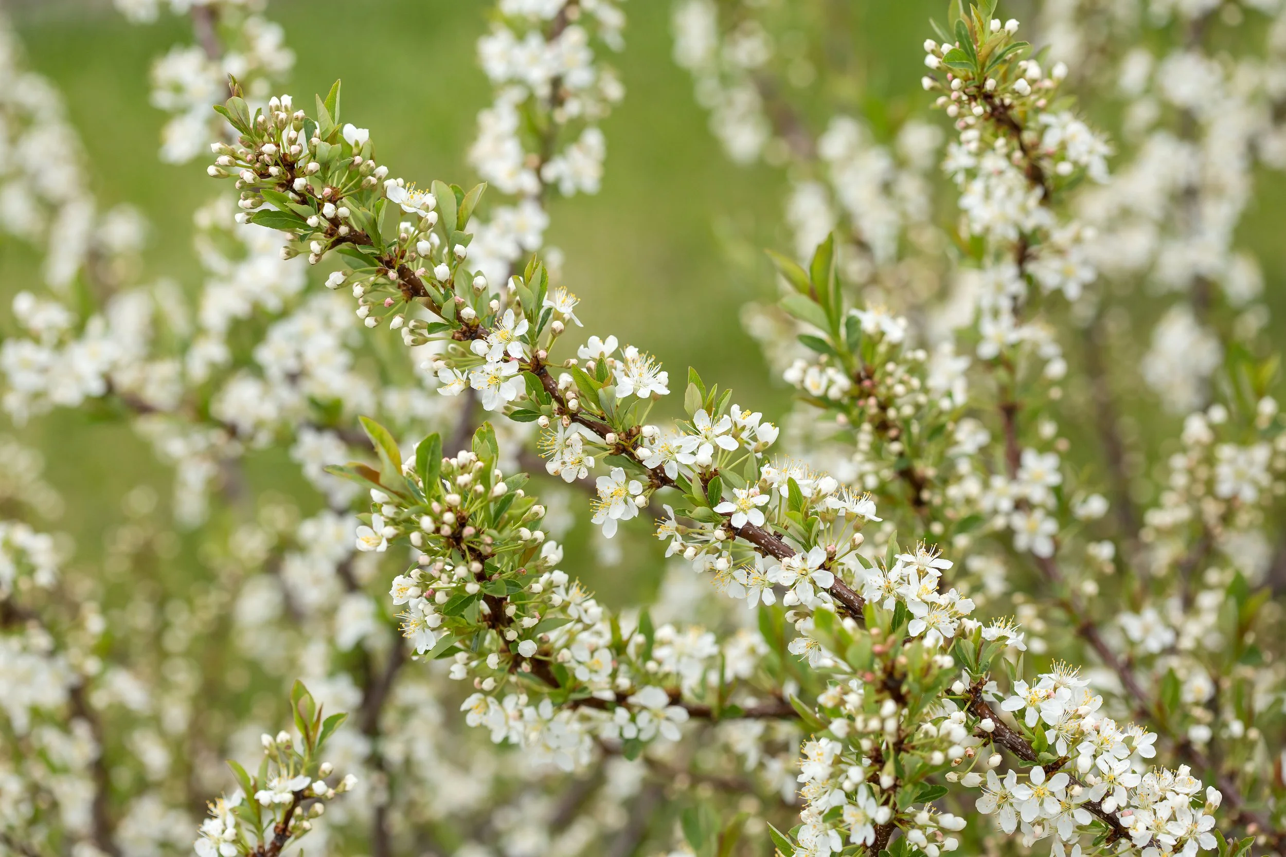 PrunusJadeParade-076-12472.jpg