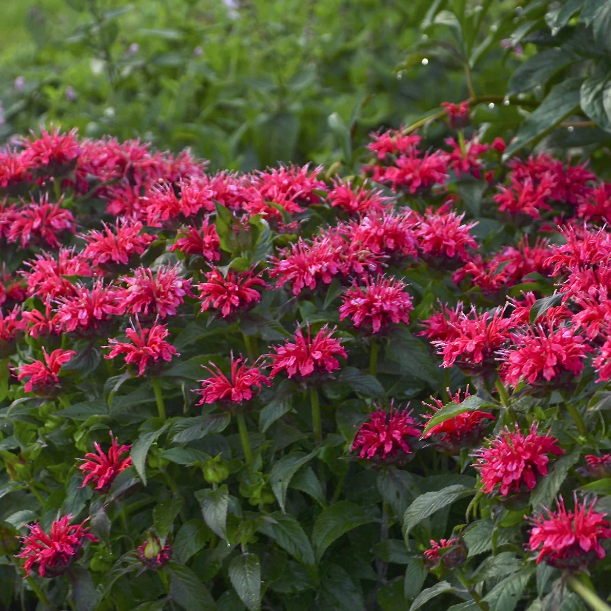 Monarda 'Cherry Pops' PP27618 0005 high res.jpg