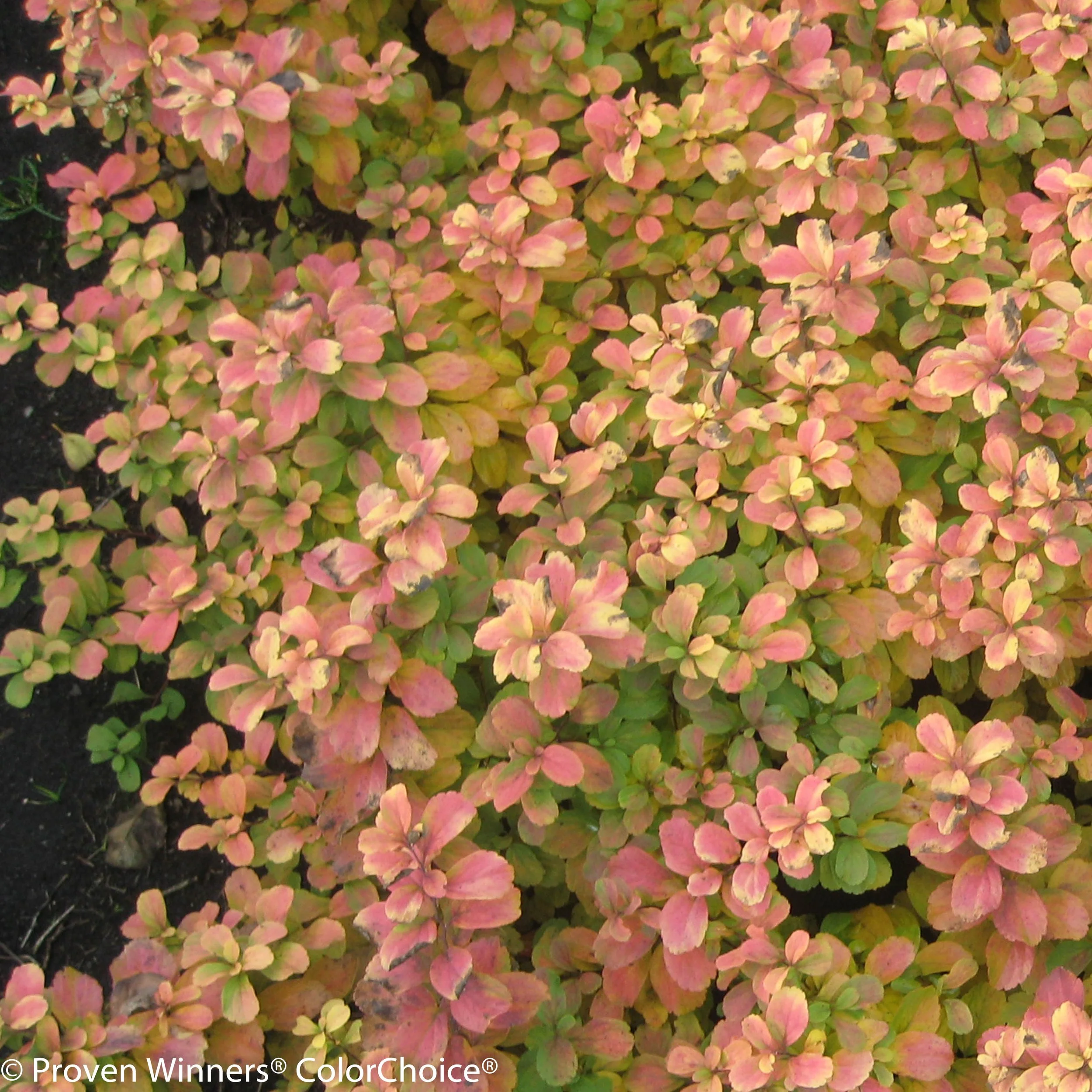 glow_girl_spirea-1343.jpg
