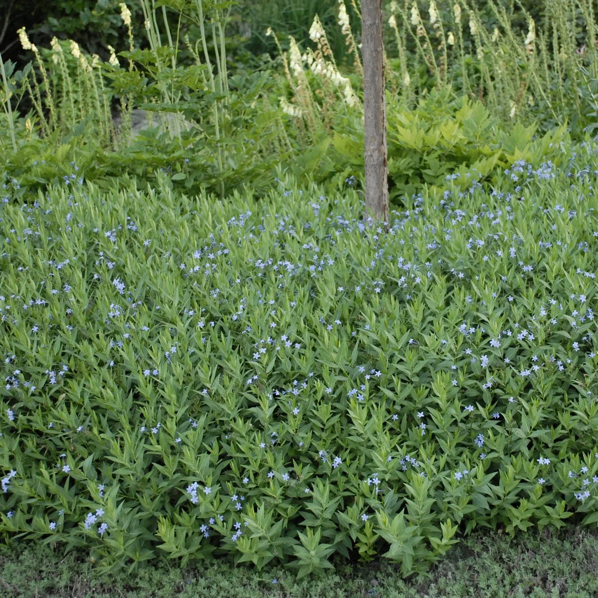 Amsonia orientalis 'Blue Ice' 0002 high res.jpg