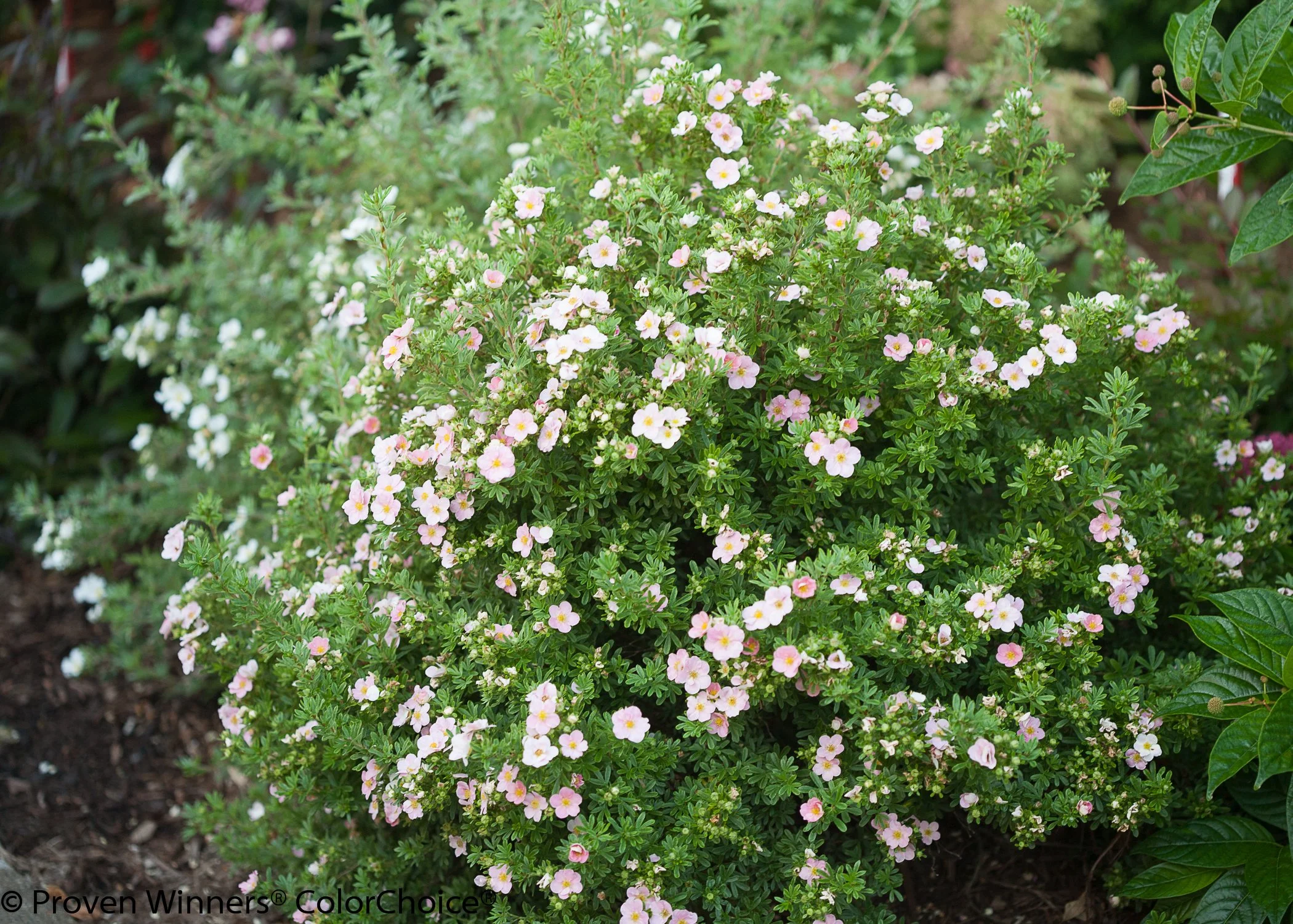 happy_face_pink_paradise_potentilla-3.jpg