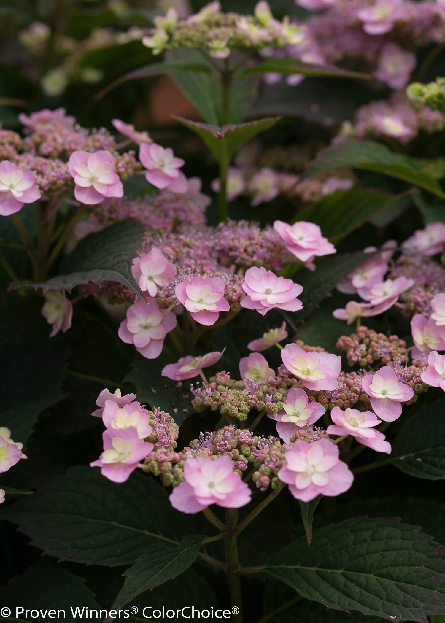 tiny_tuff_stuff_hydrangea.jpg
