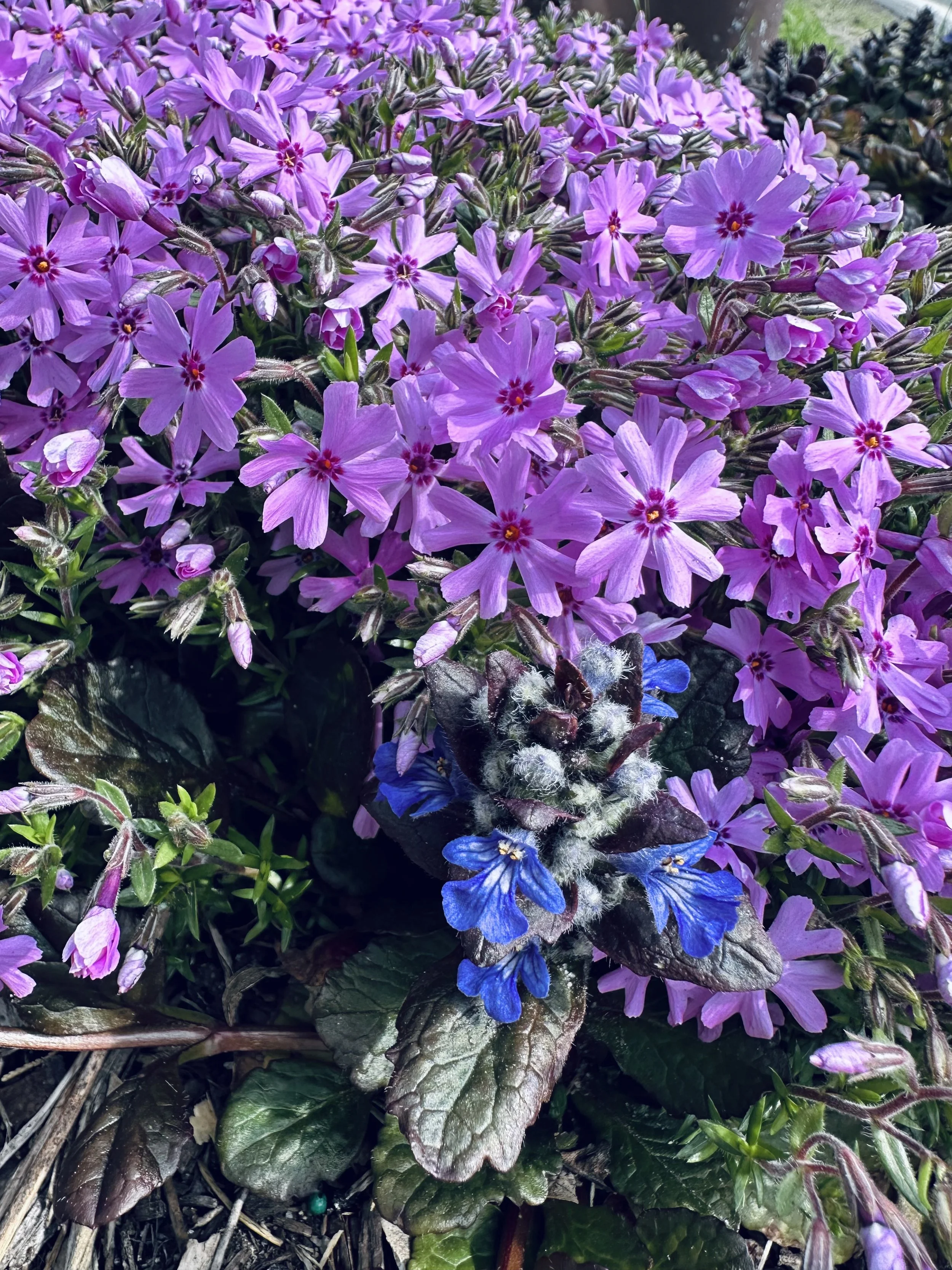 IMG_4319.jpeg