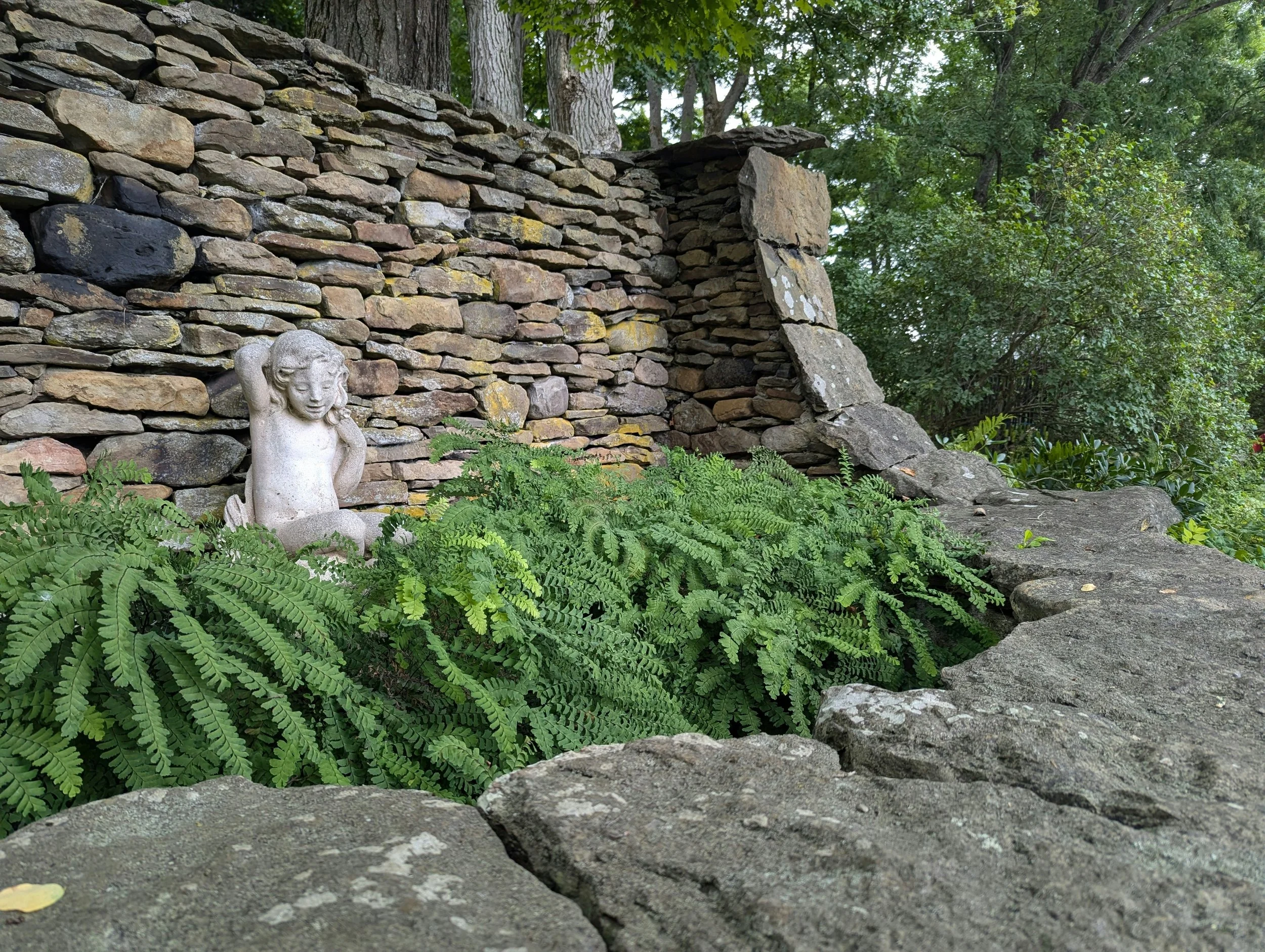 Maidenhair Fern