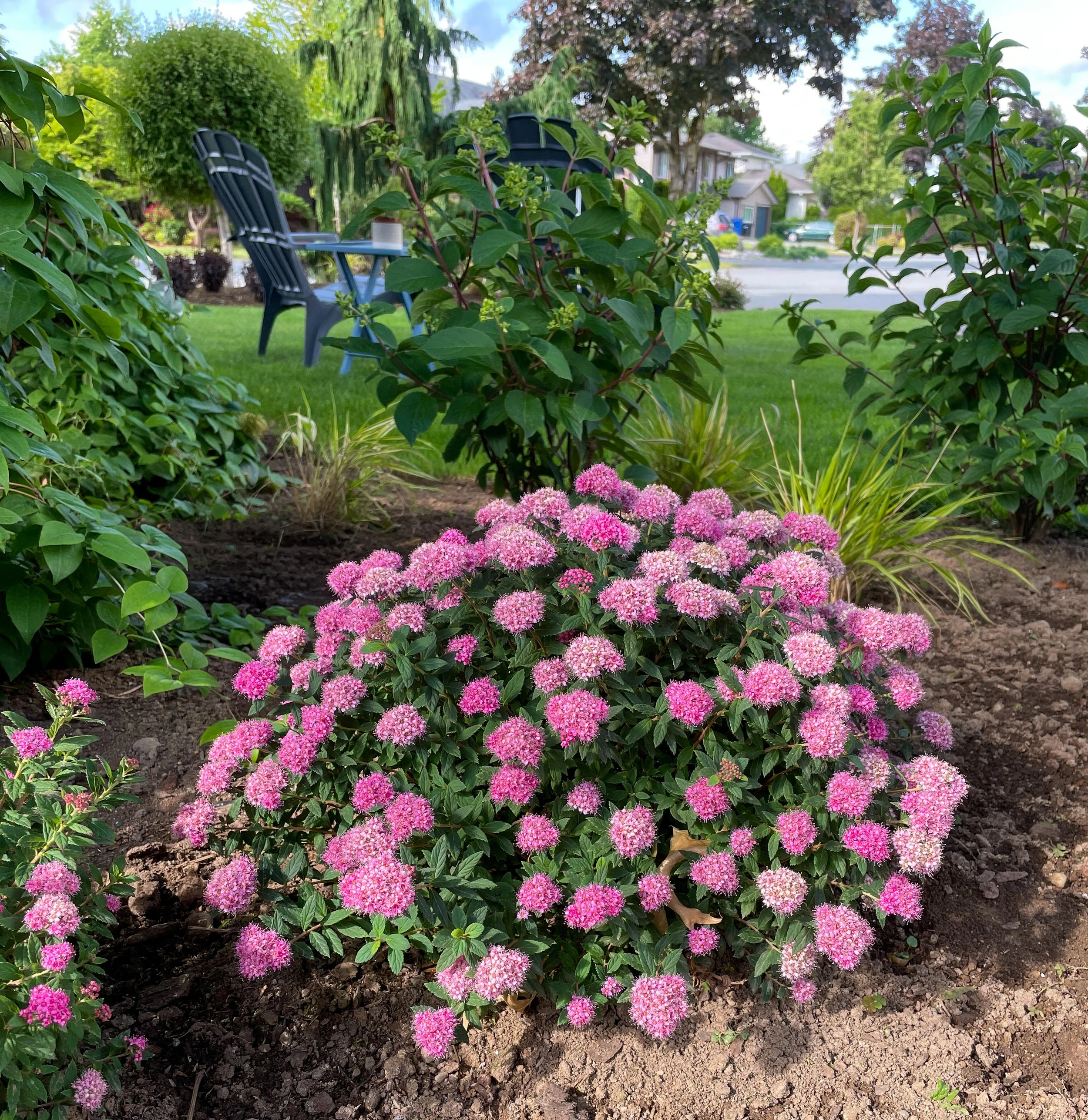 Spiraea-Poprocks-Petite-landscape-01.jpg