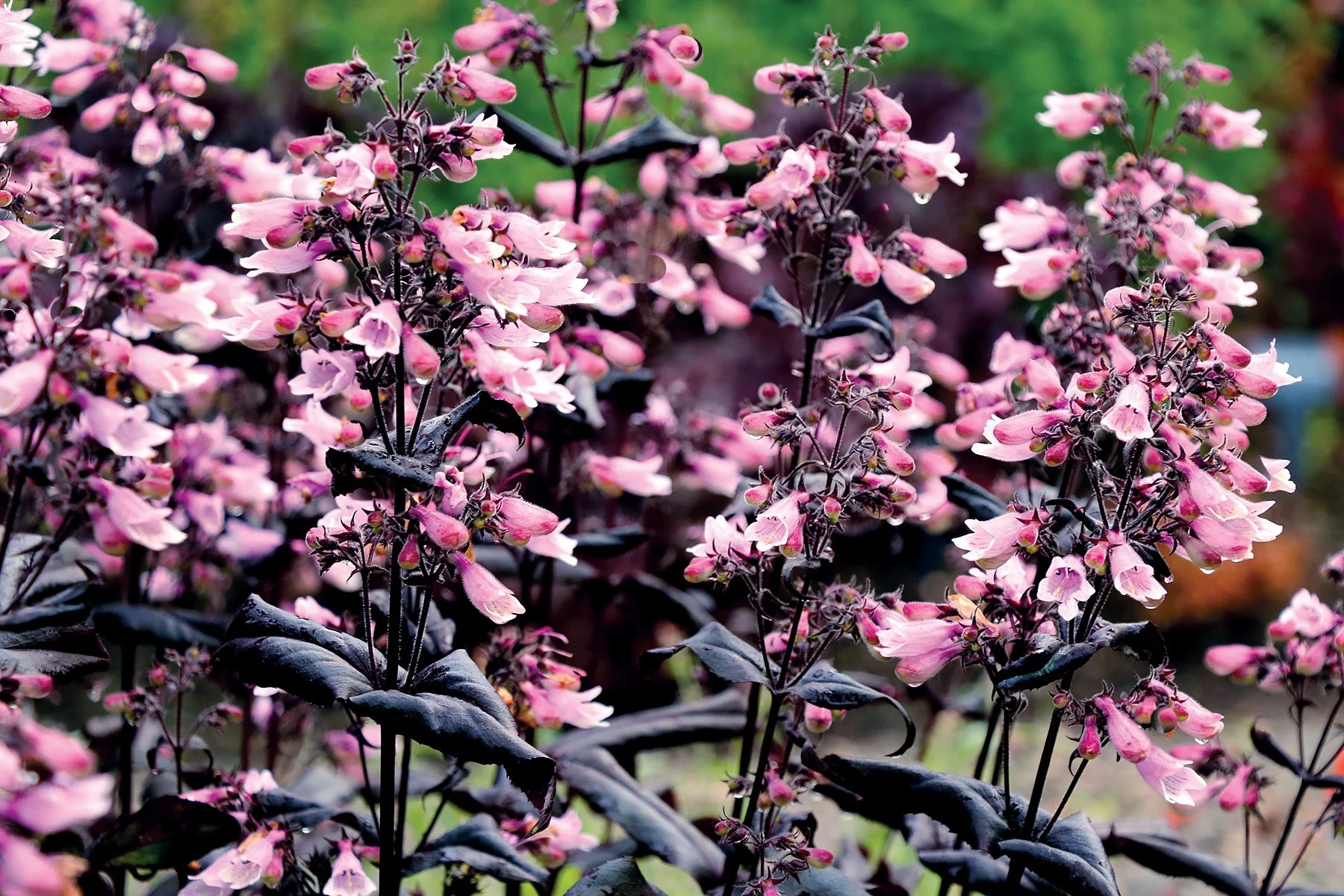 Penstemon-Dakota-Burgundy-2.jpg