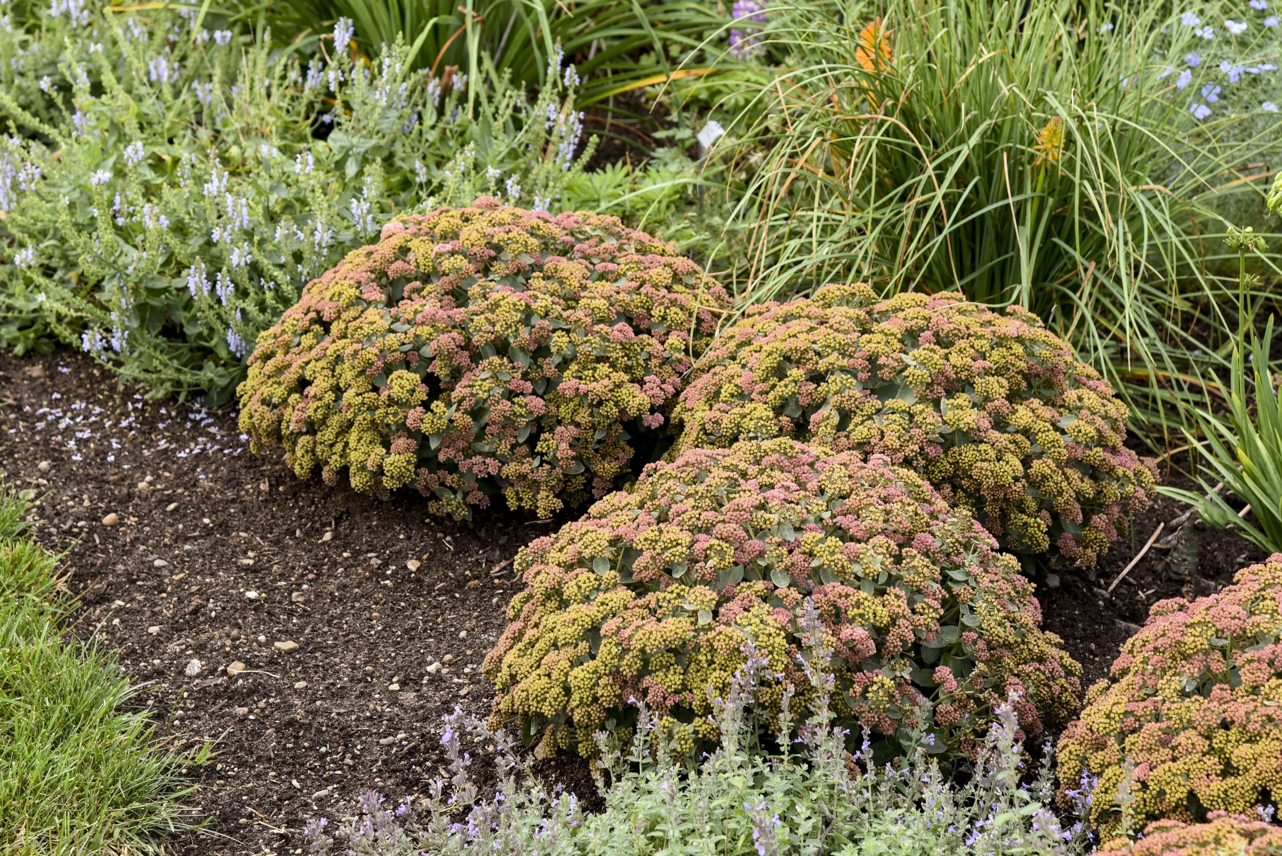 sedum_coraljade_apj21_3.jpg