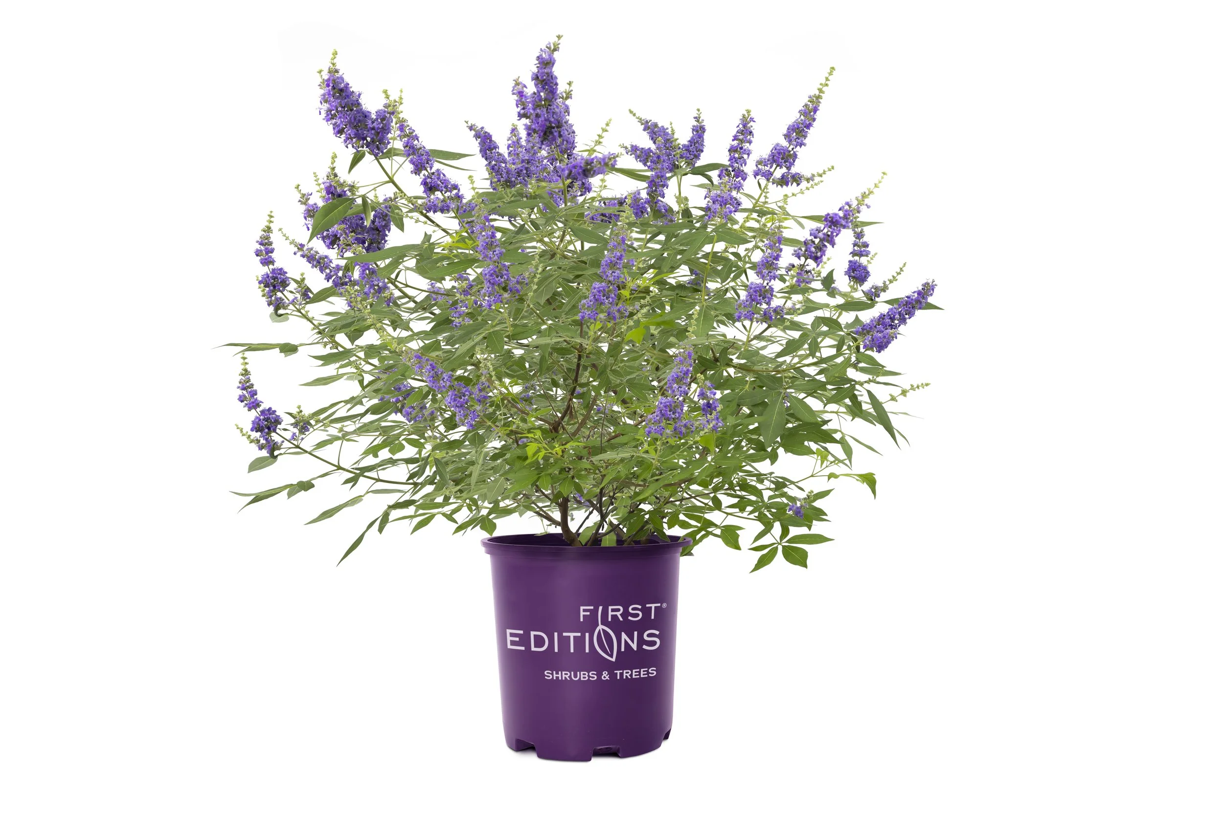 Brand_Ct_Vitex_Queen_Bee.jpg