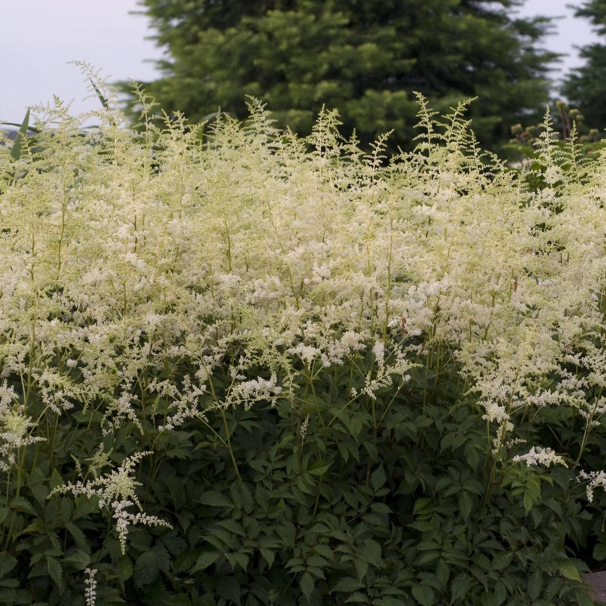 Astilbe 'Bridal Veil' 0000 high res.jpg