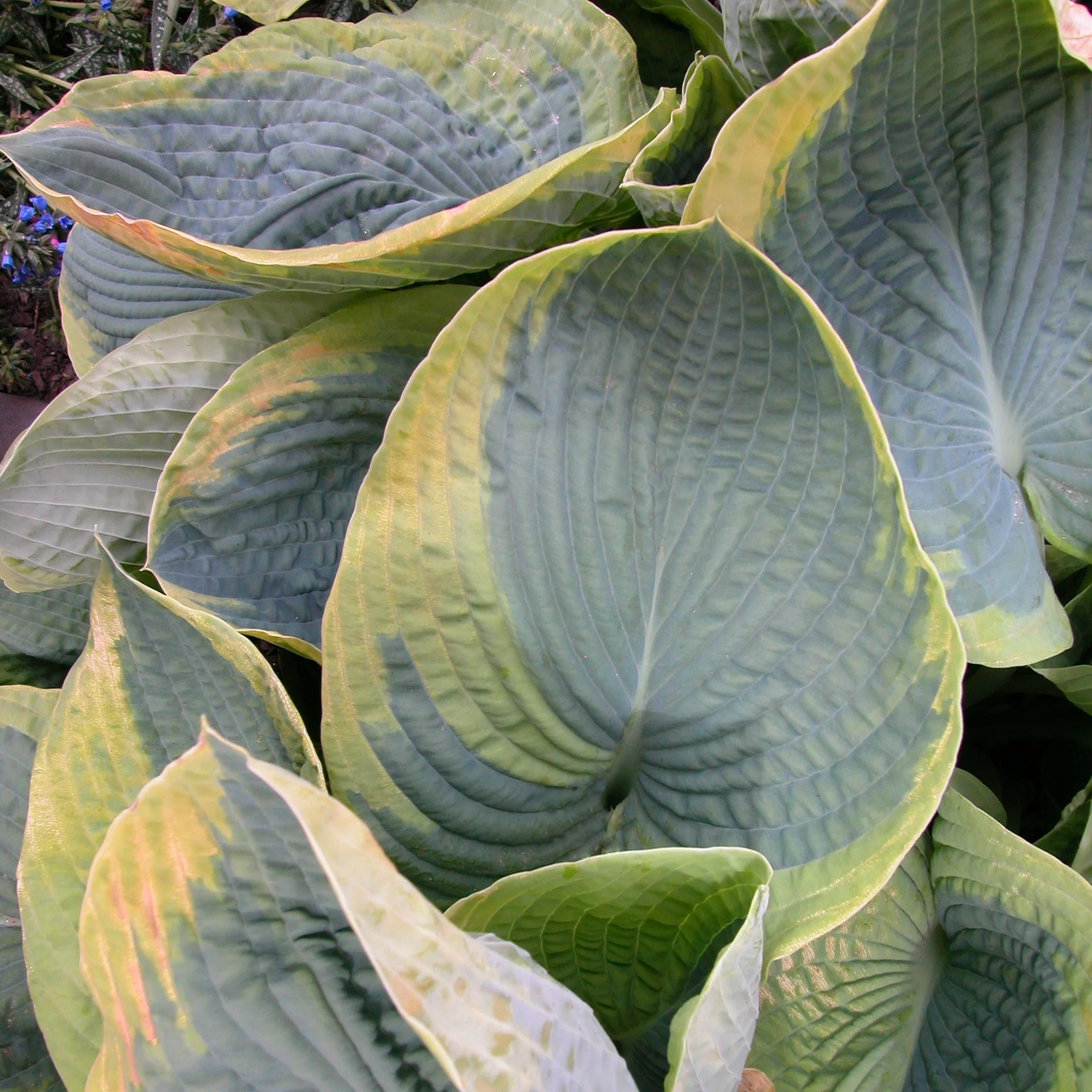 Hosta sieboldiana 'Frances Williams'