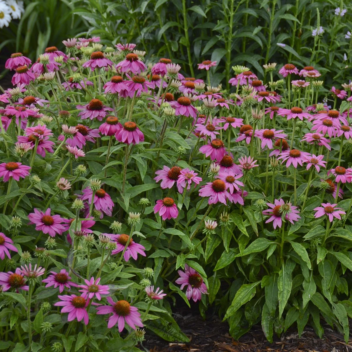 Echinacea purpurea 'PowWow Wild Berry' 0000 high res.jpg