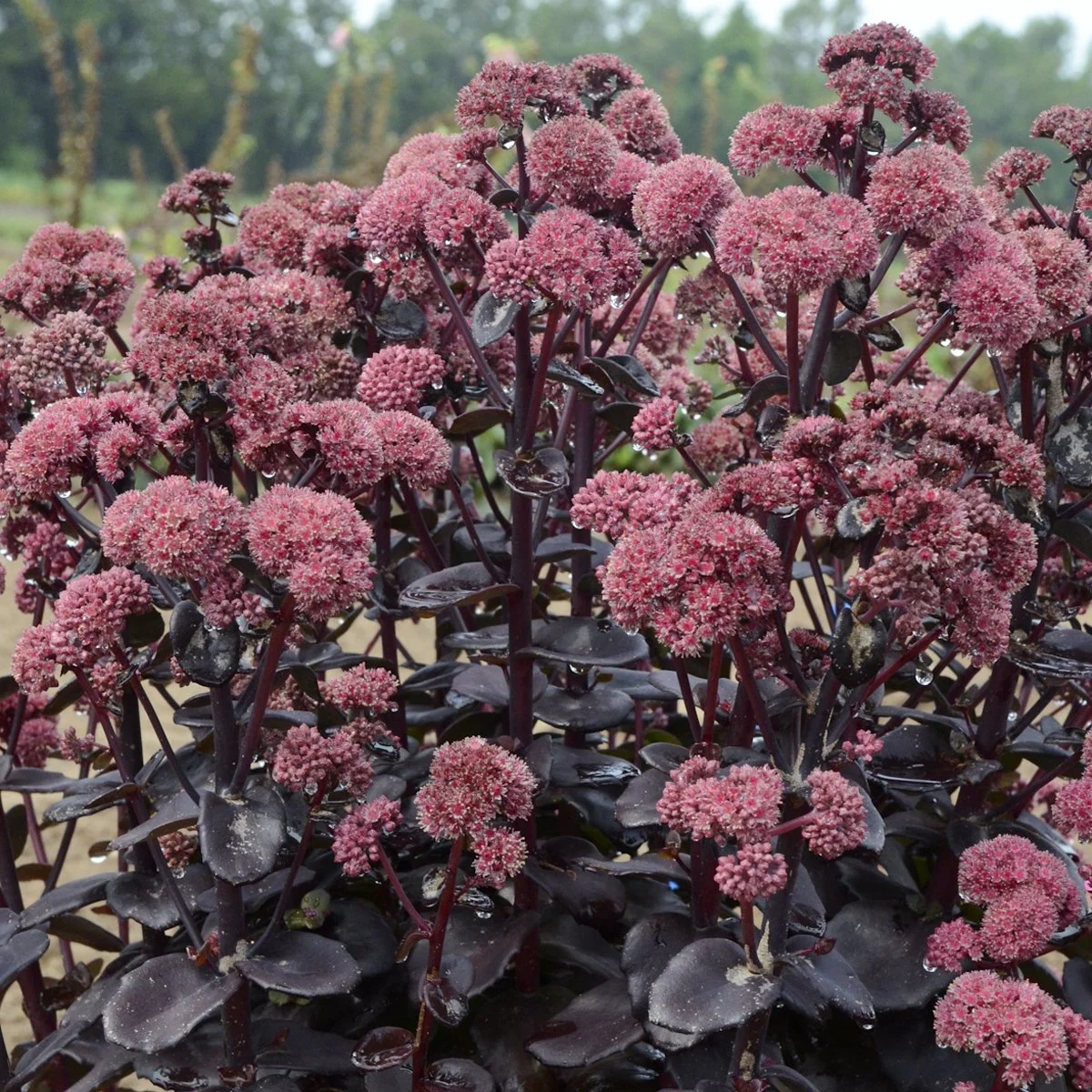 Sedum 'Night Embers' PP29211 0000 high res.jpg