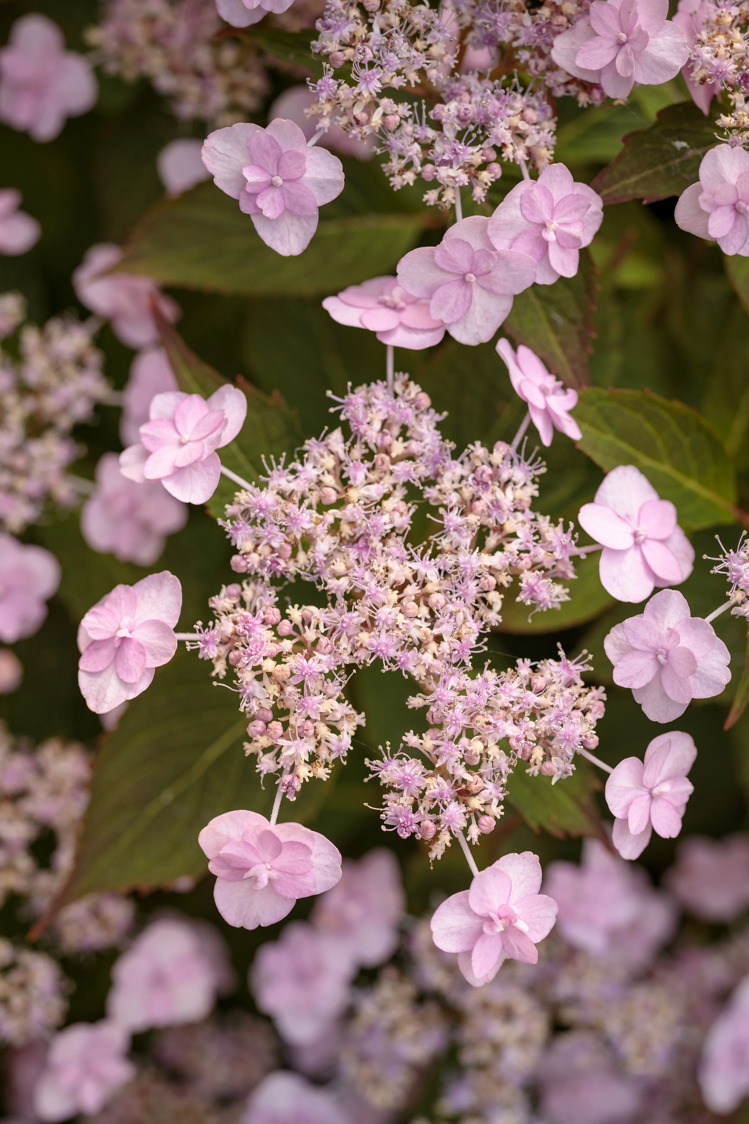 hydrangea_tiny_tuff_stuff.jpg