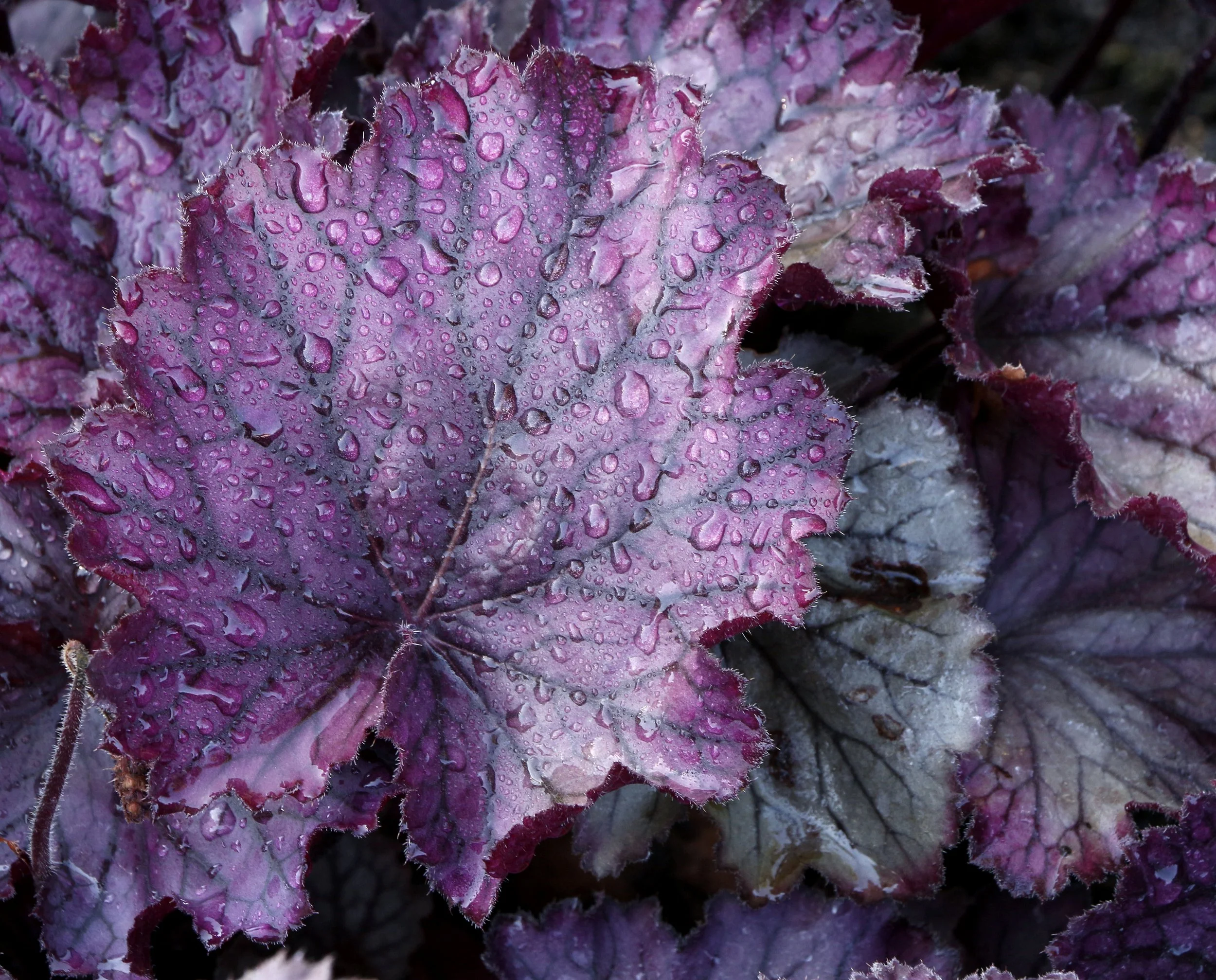 Heuchera-Northern-Exposure-Purple-6.jpg