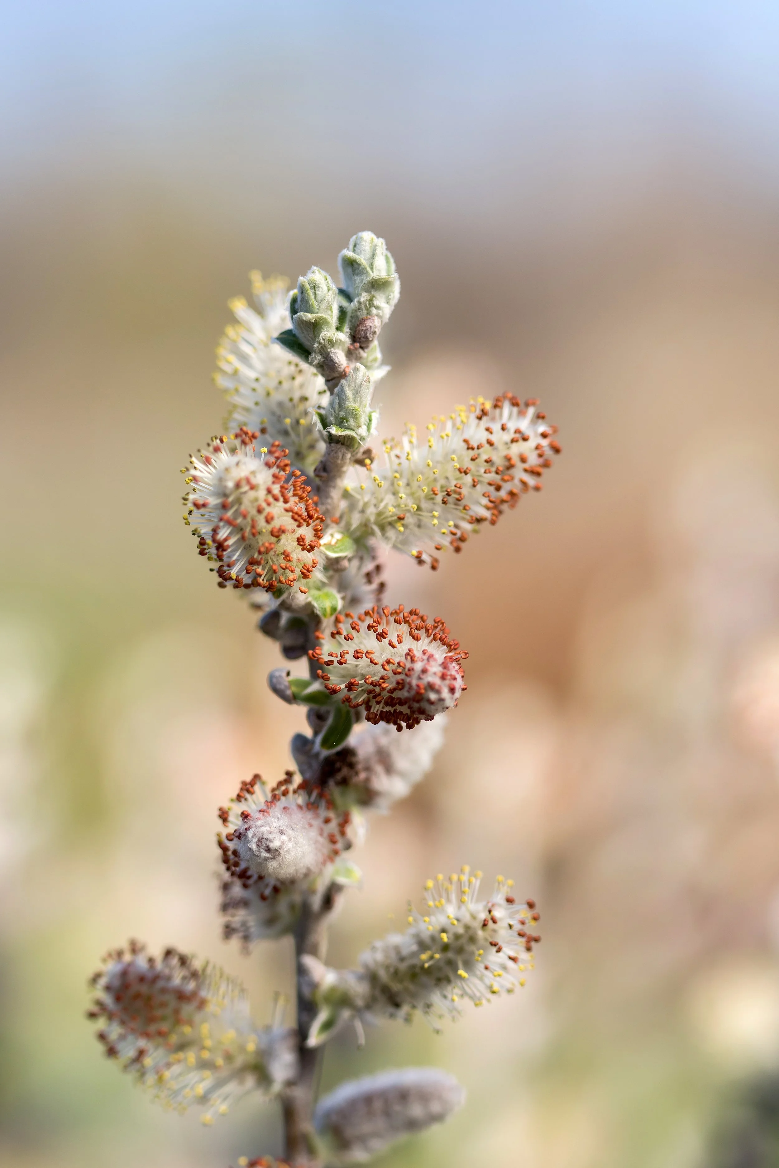 SalixIcebergAlley-063-13138.jpg