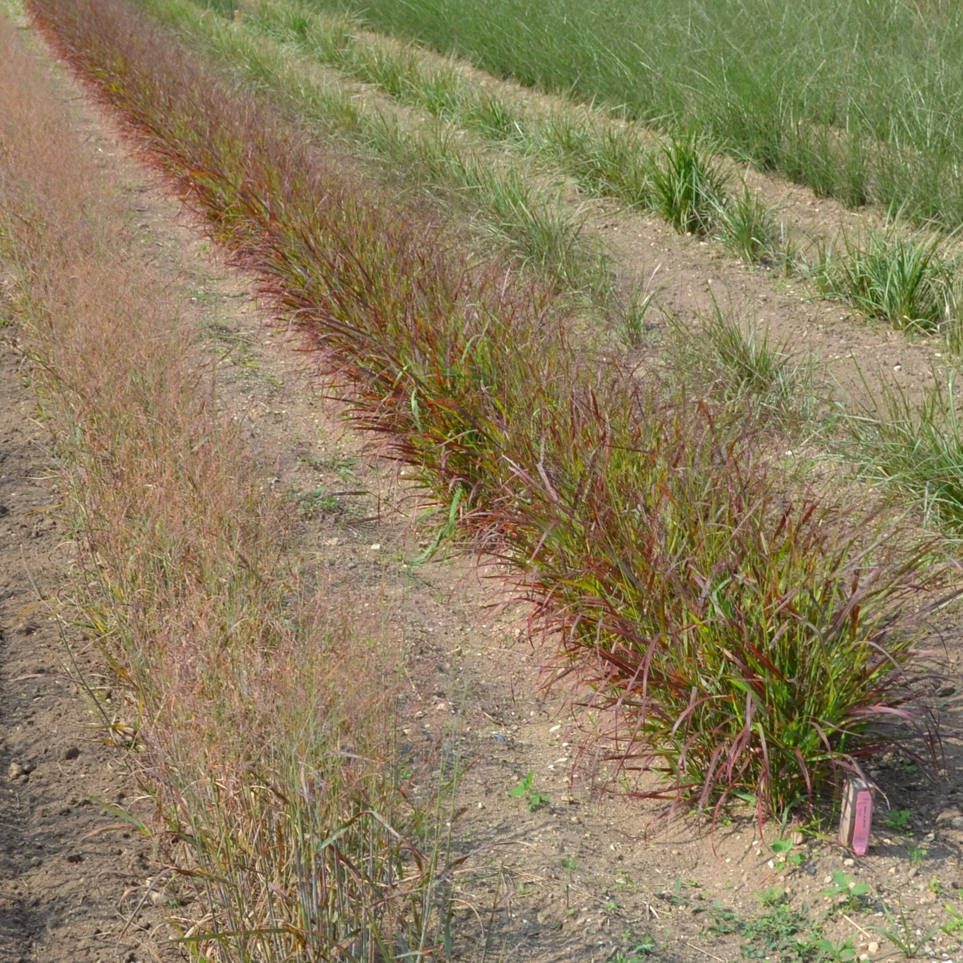Panicum virgatum 'Red Flame' PP35213 0001 high res.jpg