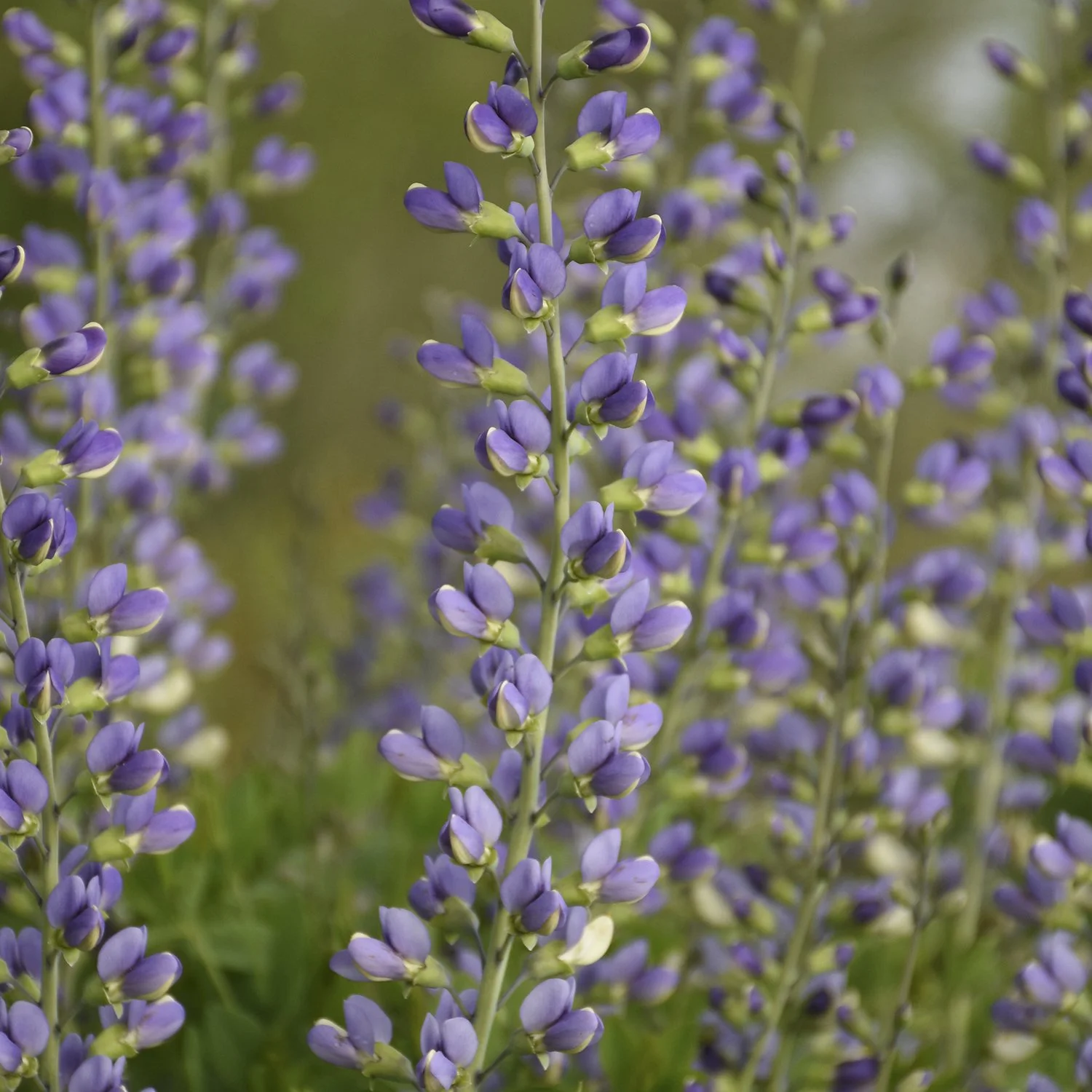 Baptisia x 'Deluxe Blue Bubbly'