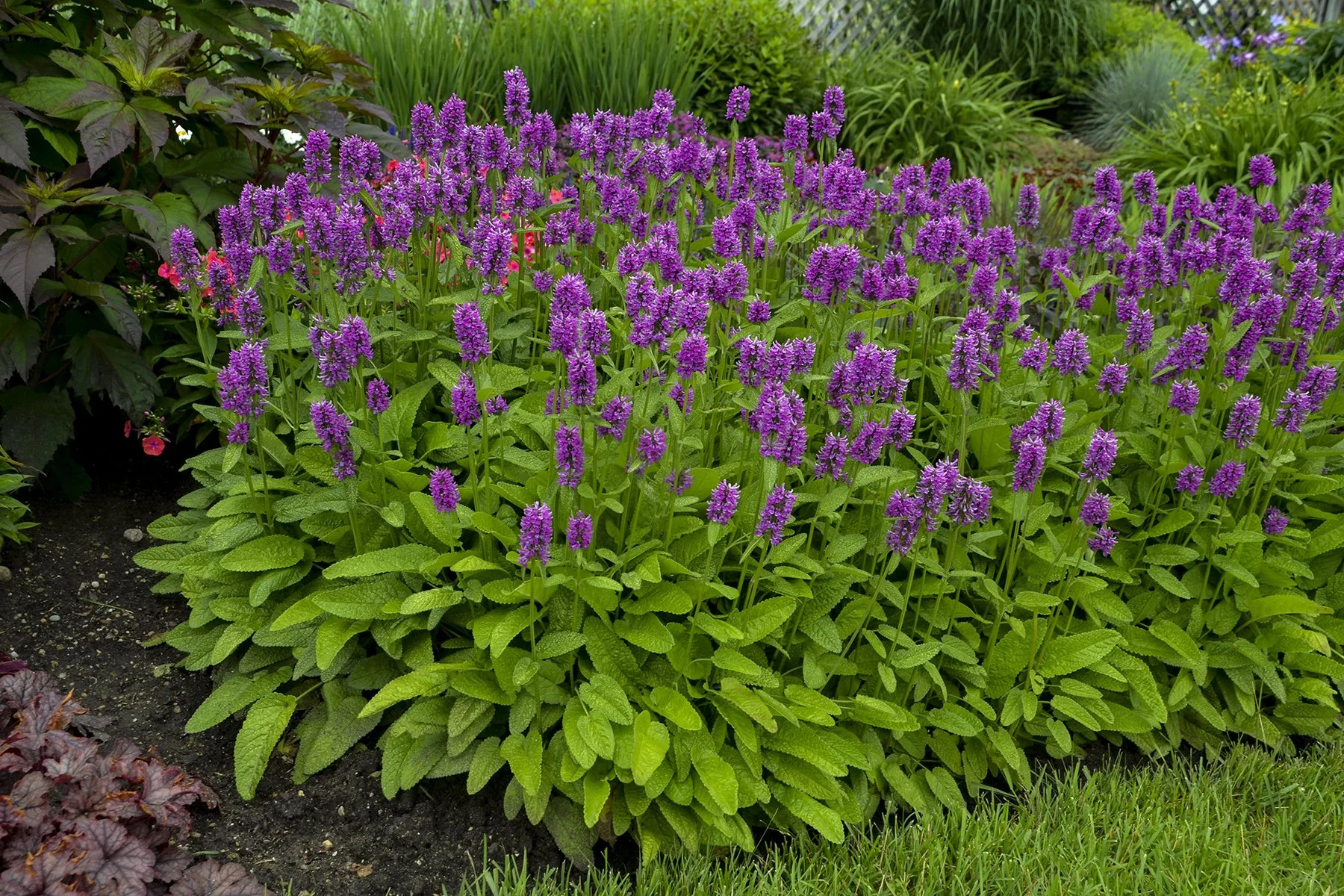 Stachys monieri 'Hummelo'