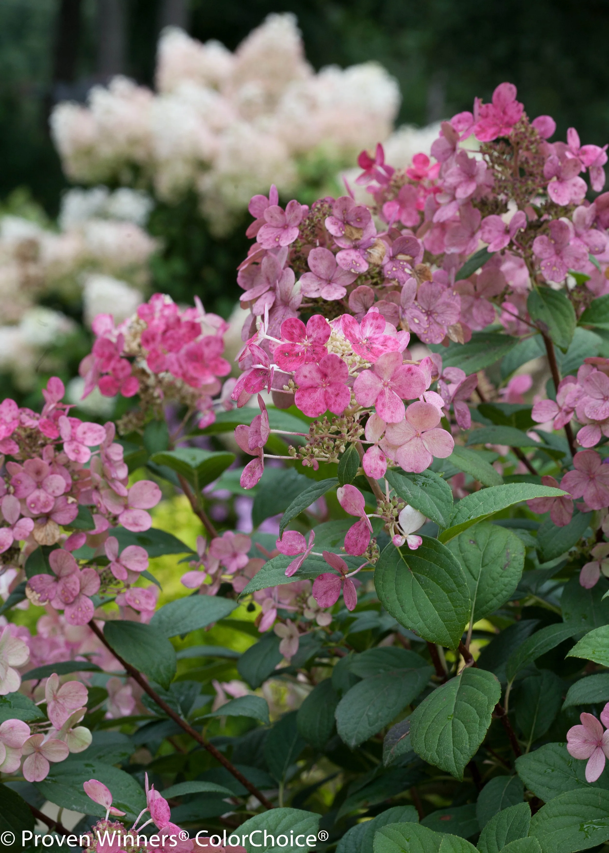 little_quick_fire_hydrangea-3629.jpg