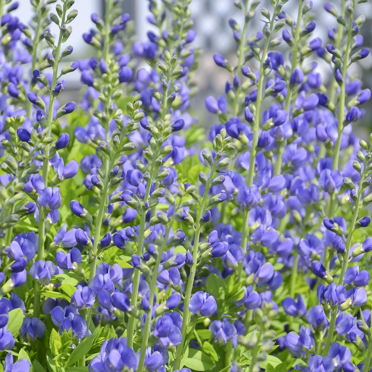 Baptisia australis (Blue False Indigo)