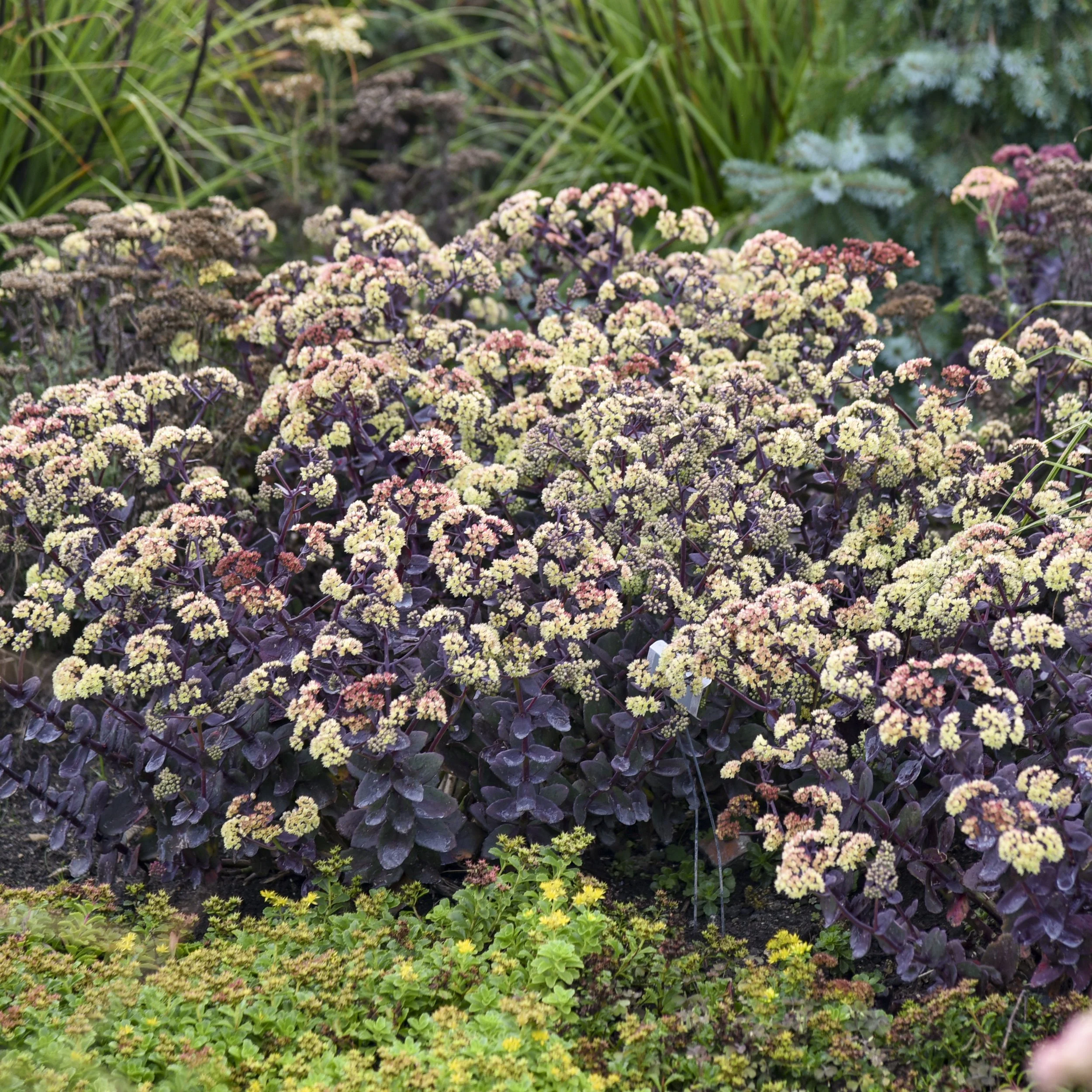 Sedum 'Night Light' PPAF 0002 high res.jpg