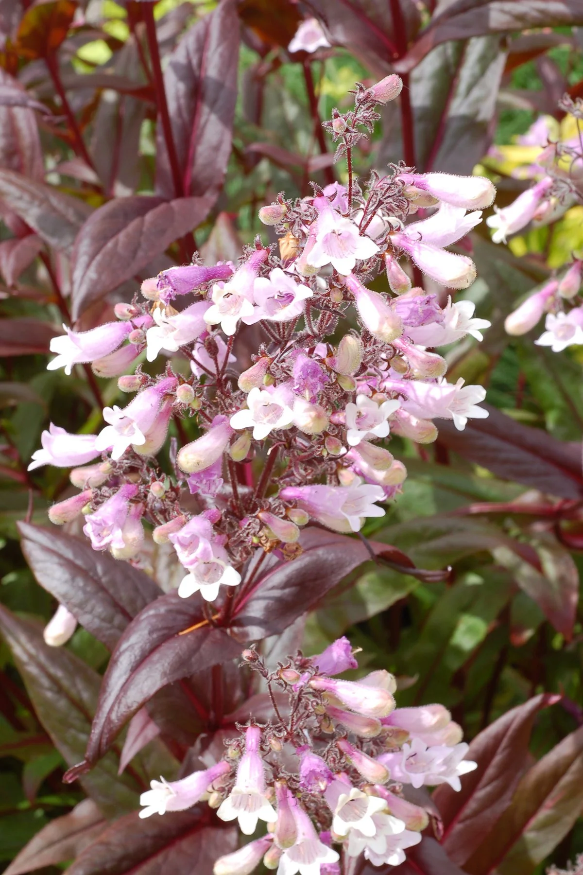 Penstemon-Dark-Towers-4.jpg