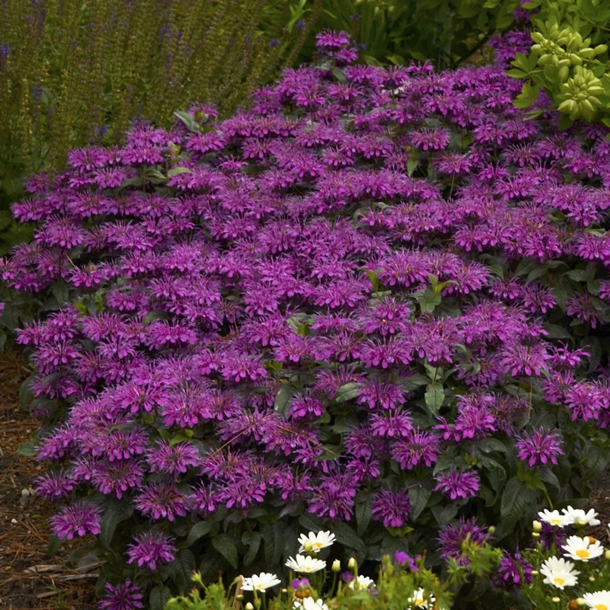 Monarda 'Grape Gumball' PP27498 0002 high res.jpg