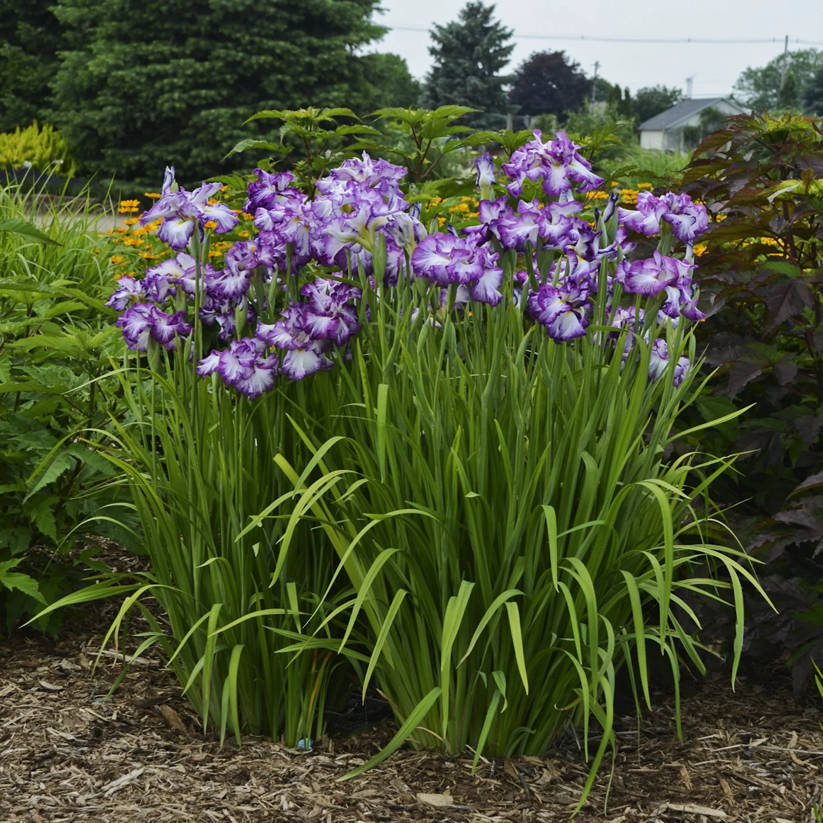 Iris ensata 'Lion King' 0002 high res.jpg