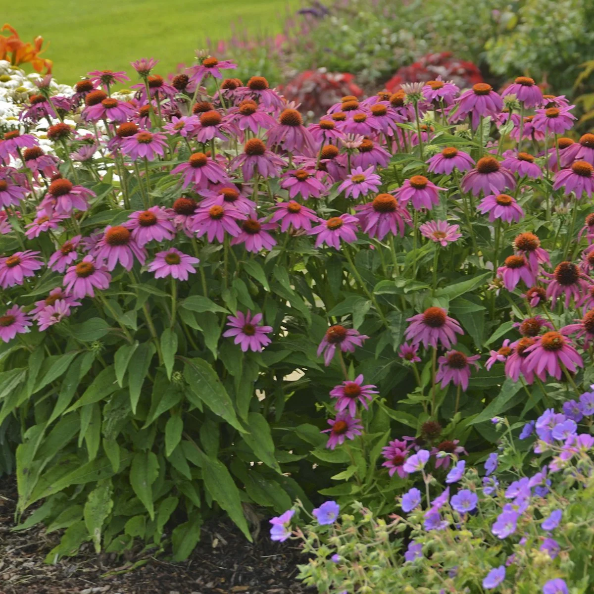 Echinacea purpurea 'PowWow Wild Berry' 0003 high res.jpg
