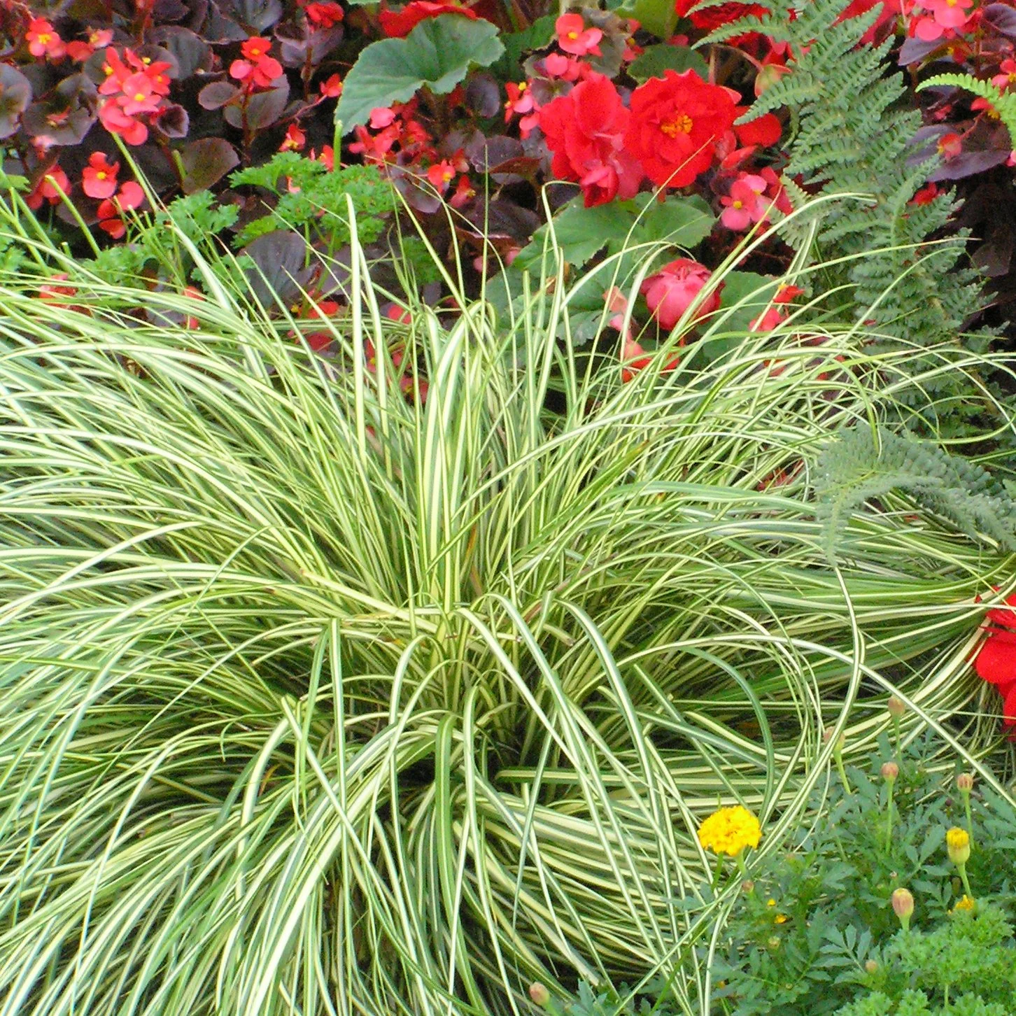Carex oshimensis 'Evergold' 0002 high res.jpg