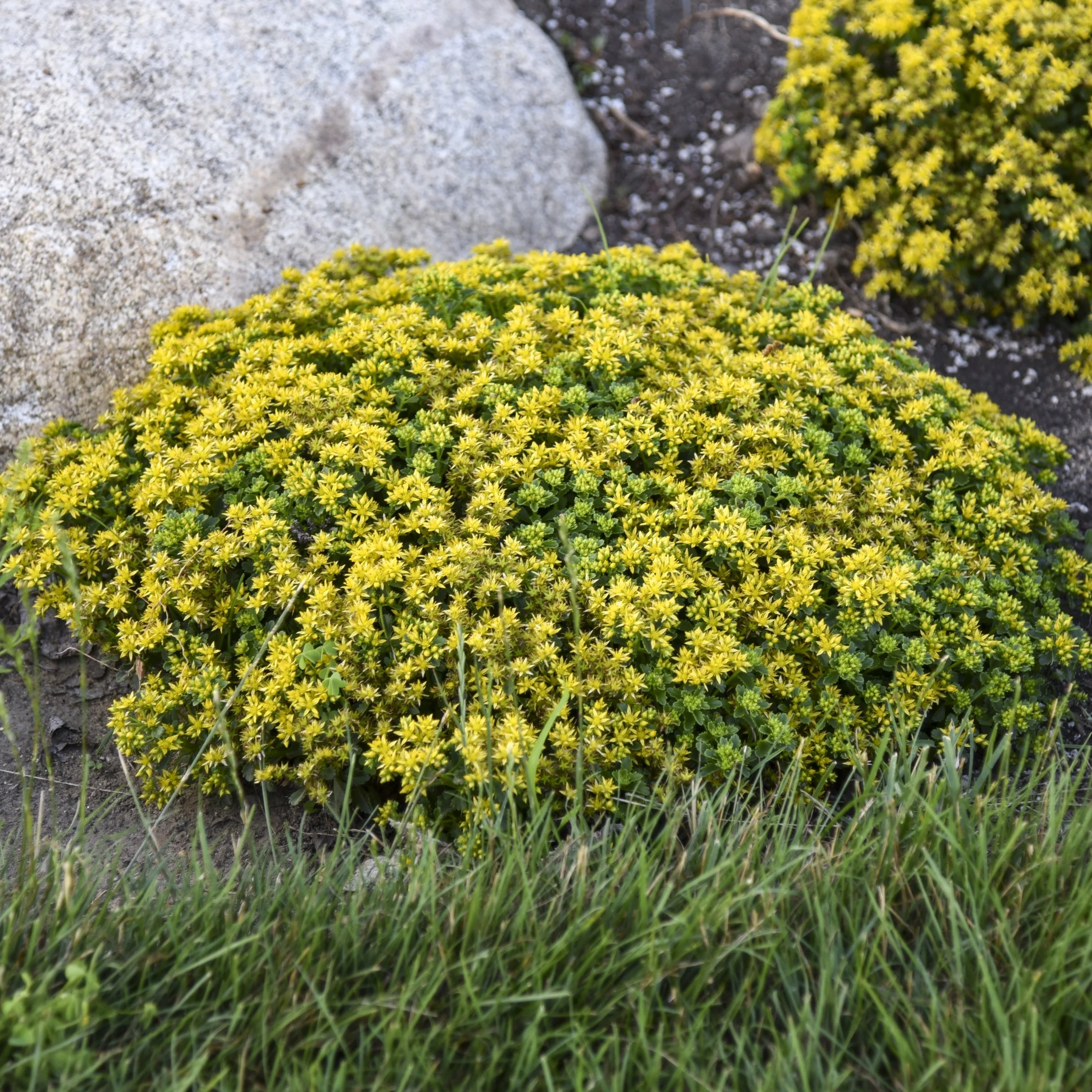 Sedum 'Little Miss Sunshine' PP30039 0004 high res.jpg