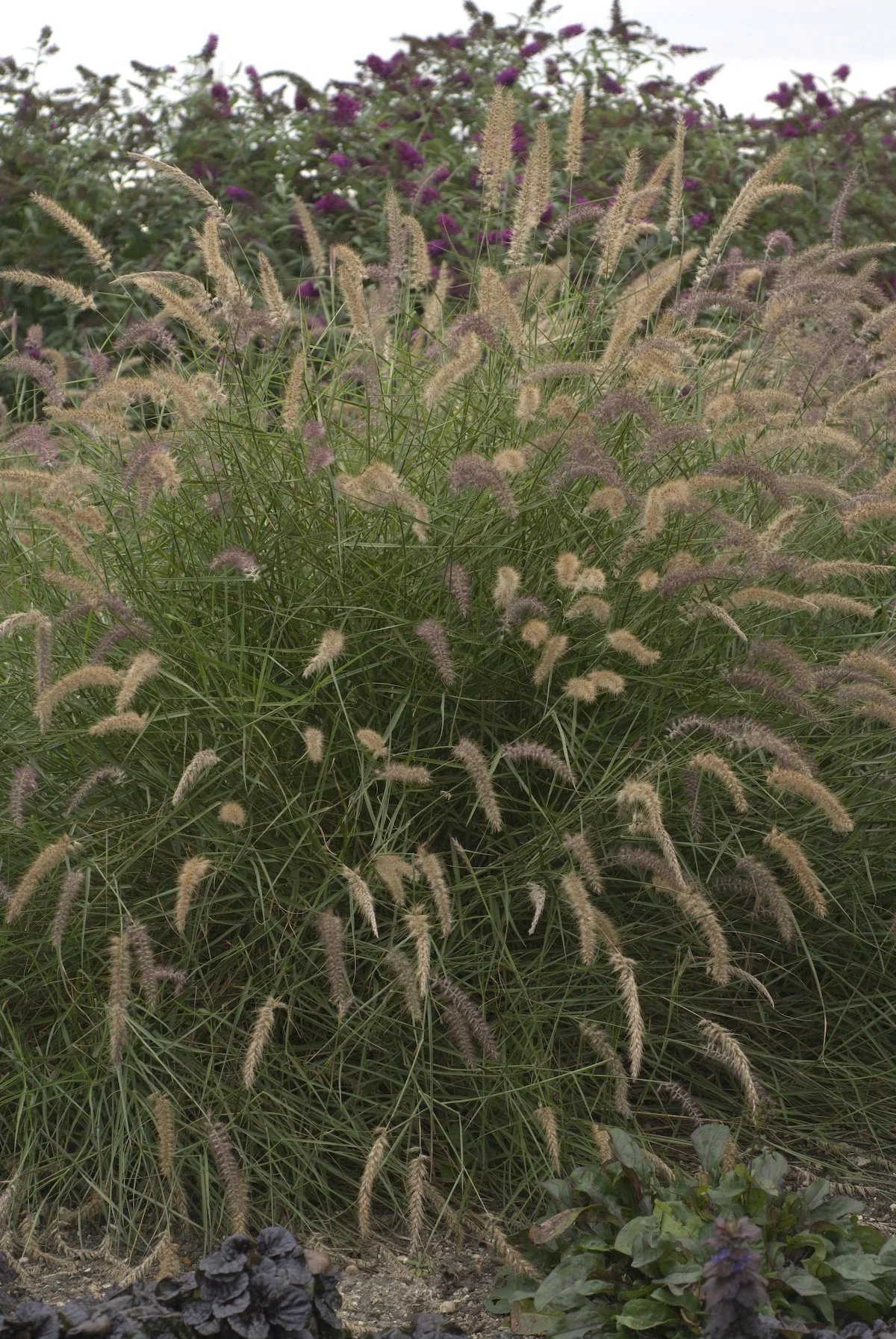Pennisetum orientale 'Karley Rose'