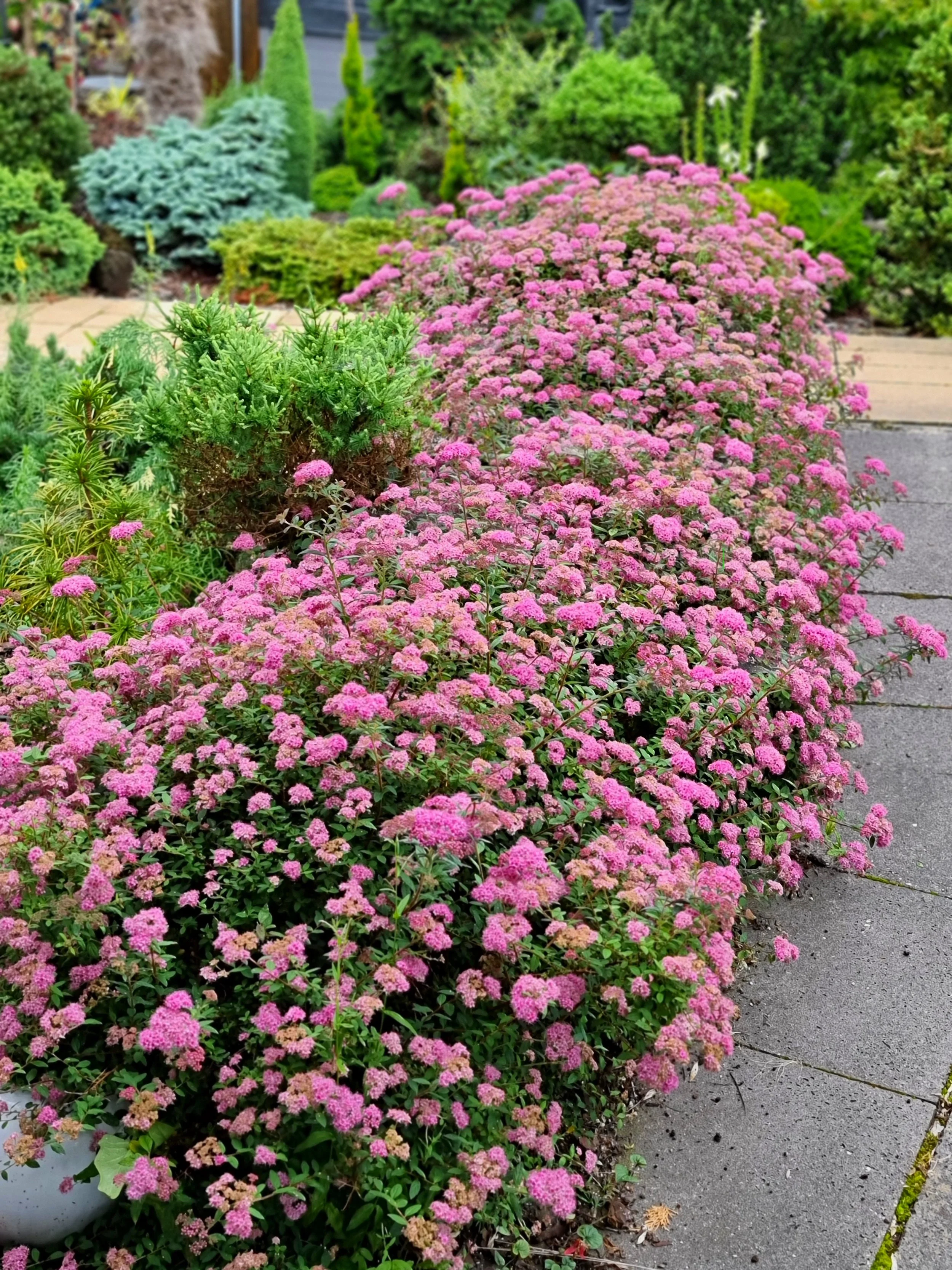 Spiraea-Poprocks-Petite-landscape-04.jpg