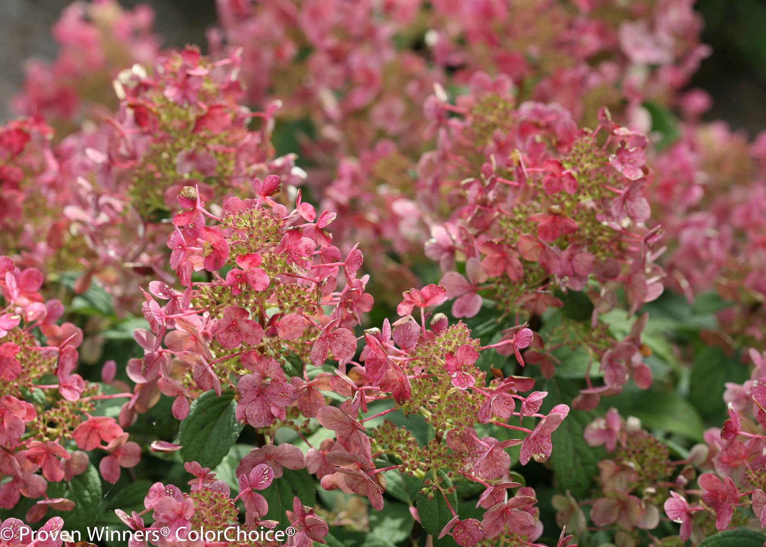 little_quick_fire_hydrangea-3988.jpg