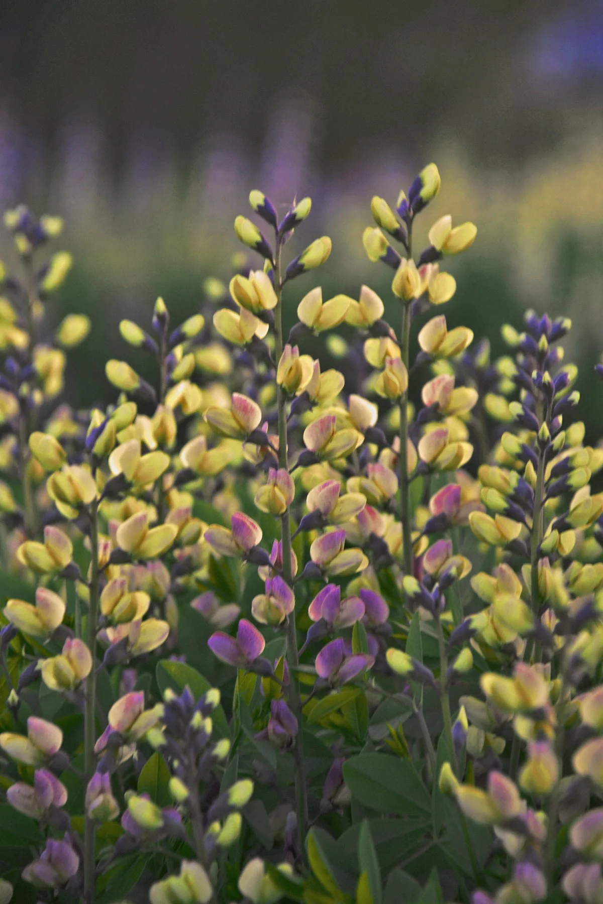 Baptisia x 'Deluxe Pink Lemonade'