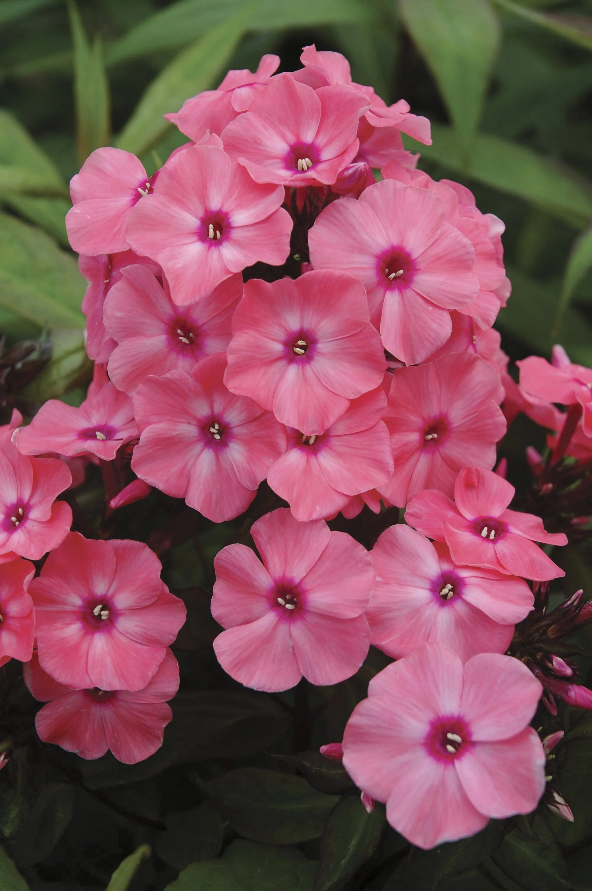 PhloxCoralCremeDrop-01-6357.jpg