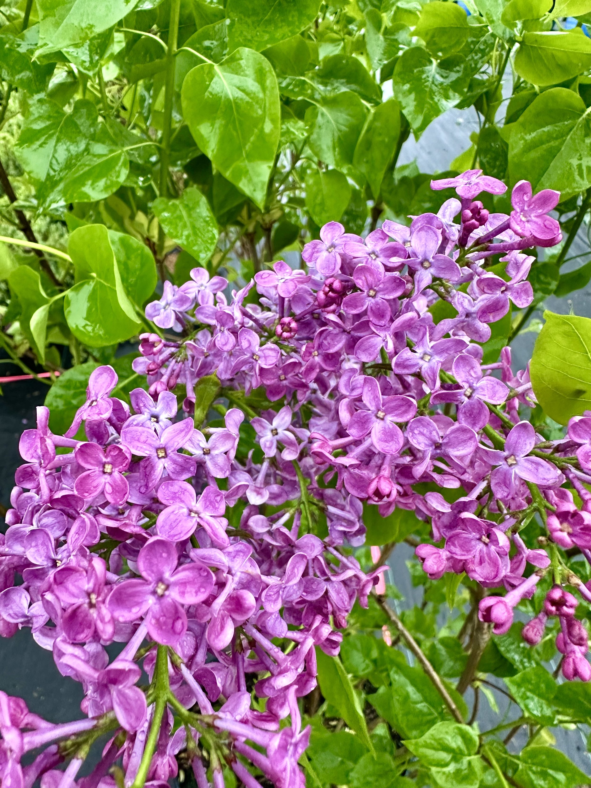 Syringa x hyacinthiflora 'Pocahontas'