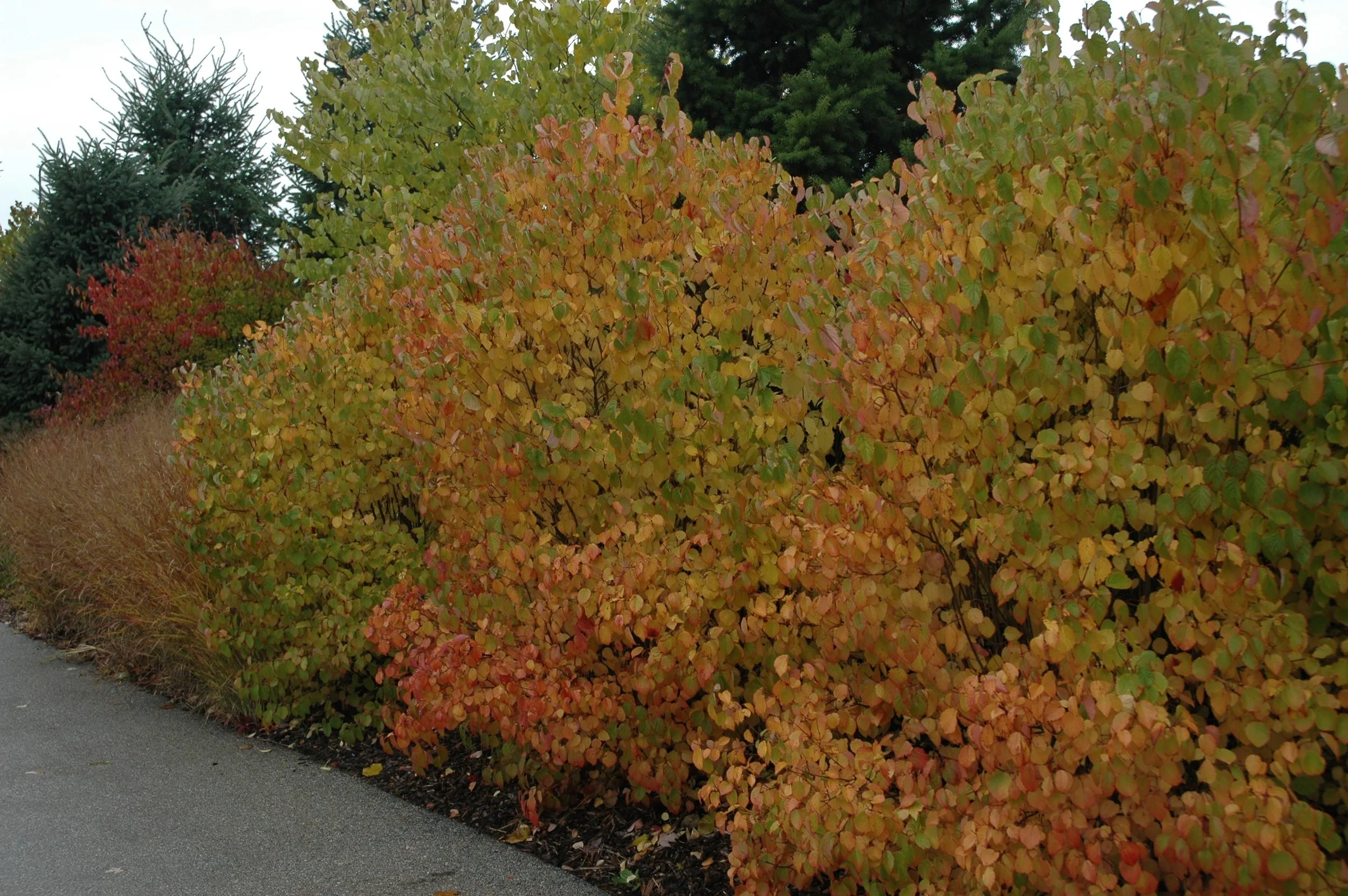 vib-autumn-jazz-0004.jpg