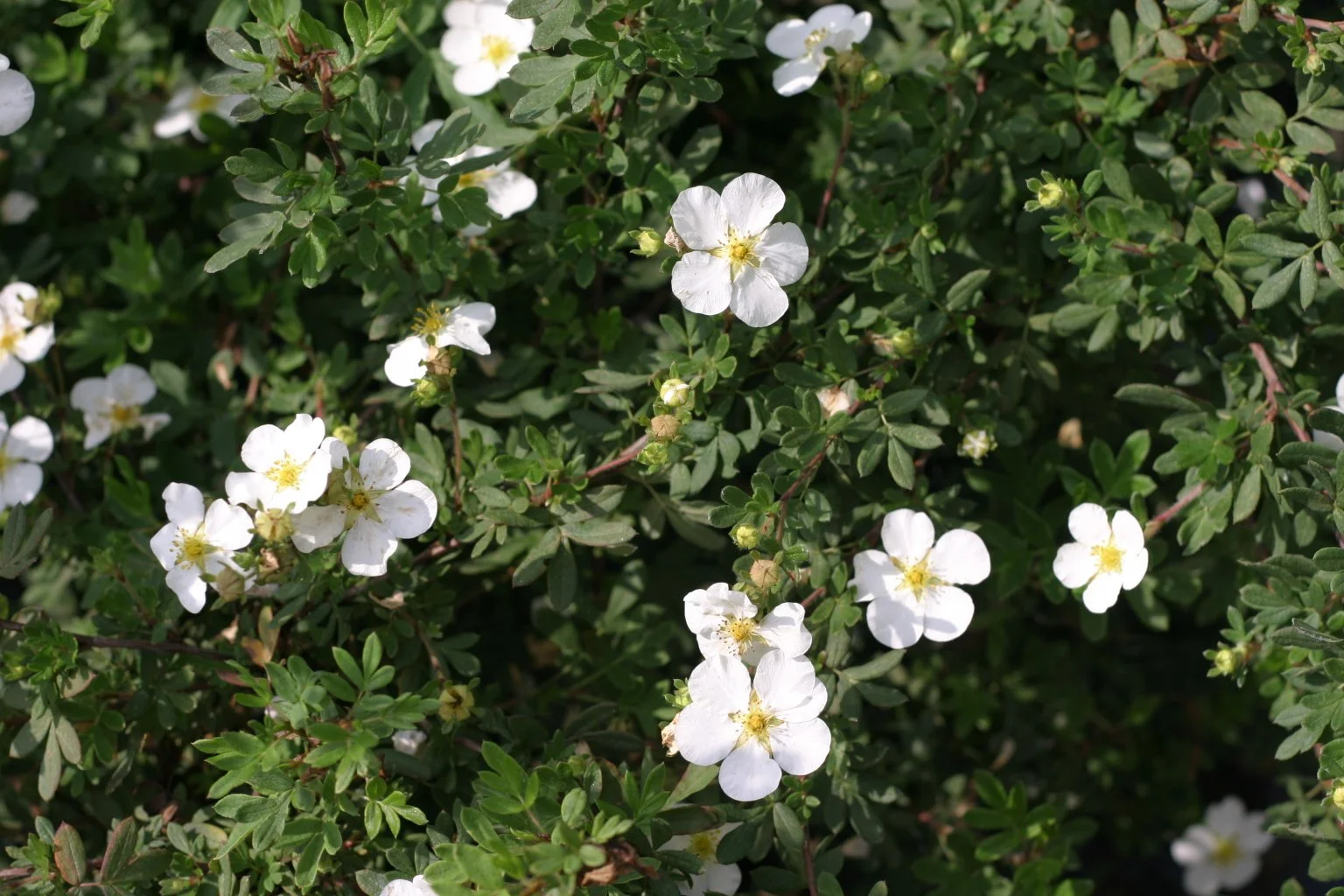 potentilla_happy_face_white_3056.jpg