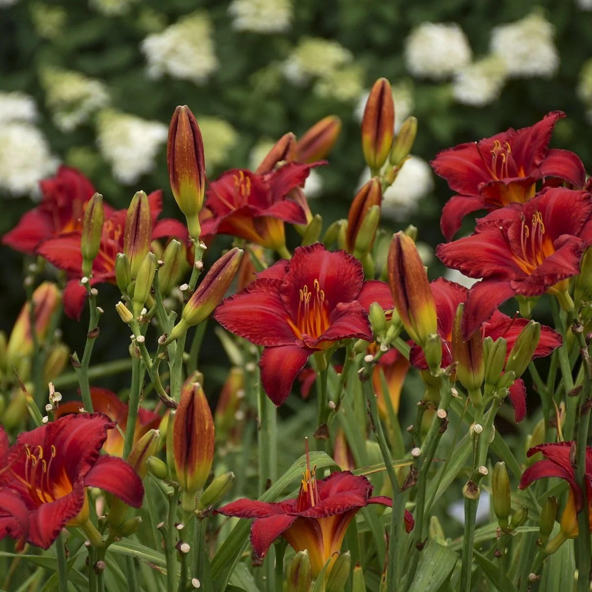 Hemerocallis 'Chicago Apache' 0001 high res.jpg