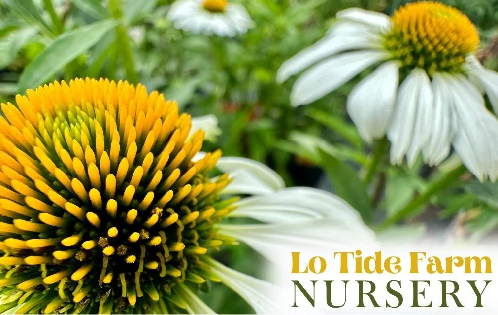 Lo Tide Farm Nursery E-Gift Card