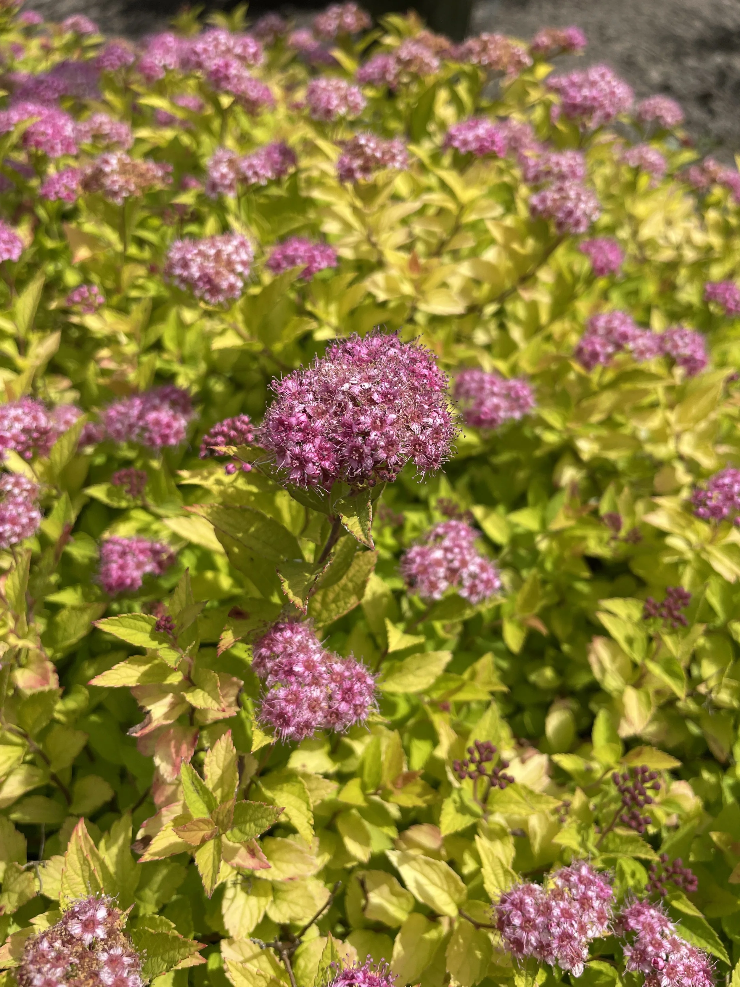 Spiraea-Pineapple-Poprocks-bloom-01.jpg